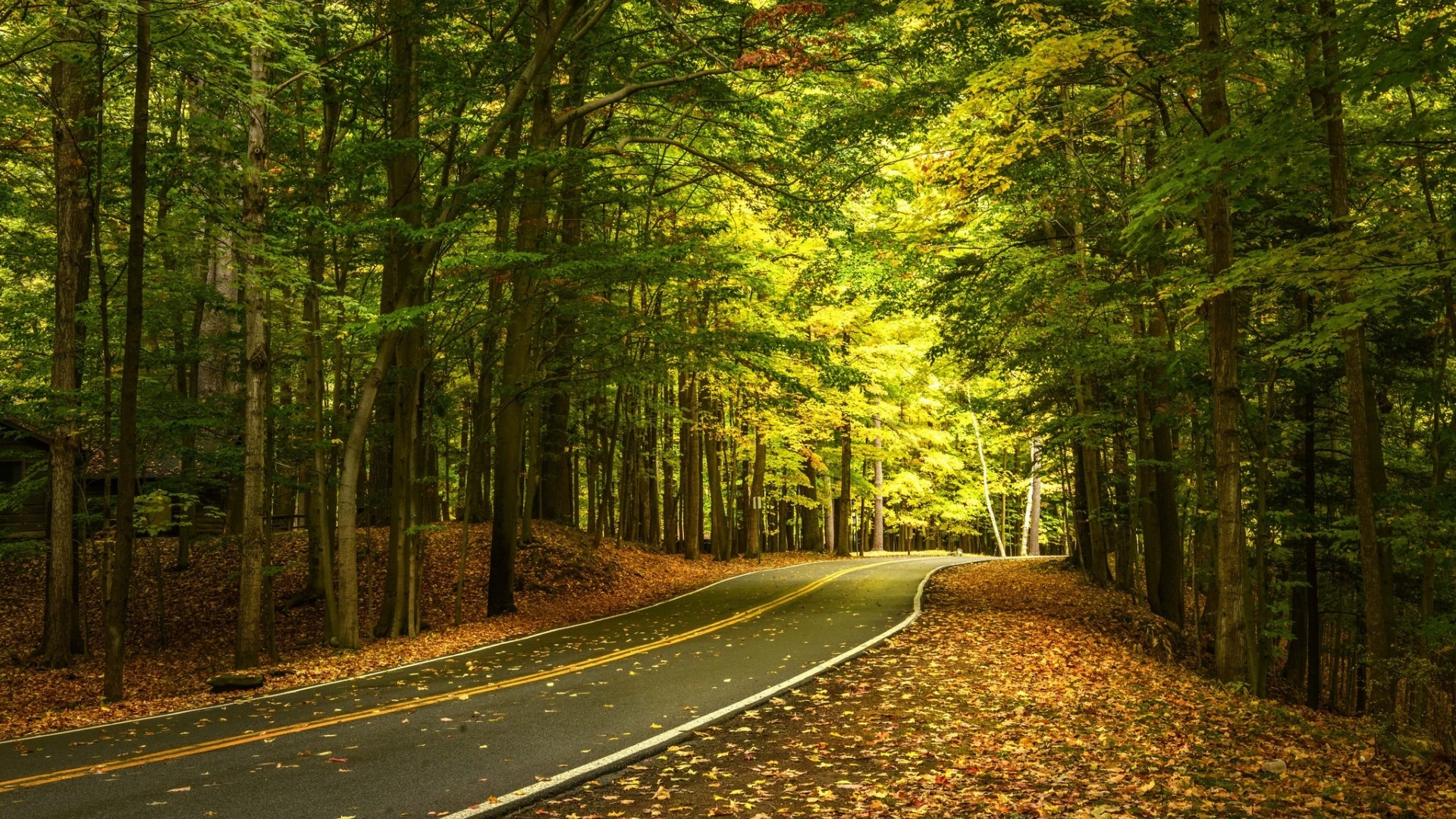 Road through a forest with autumn leaves HD Wallpaper