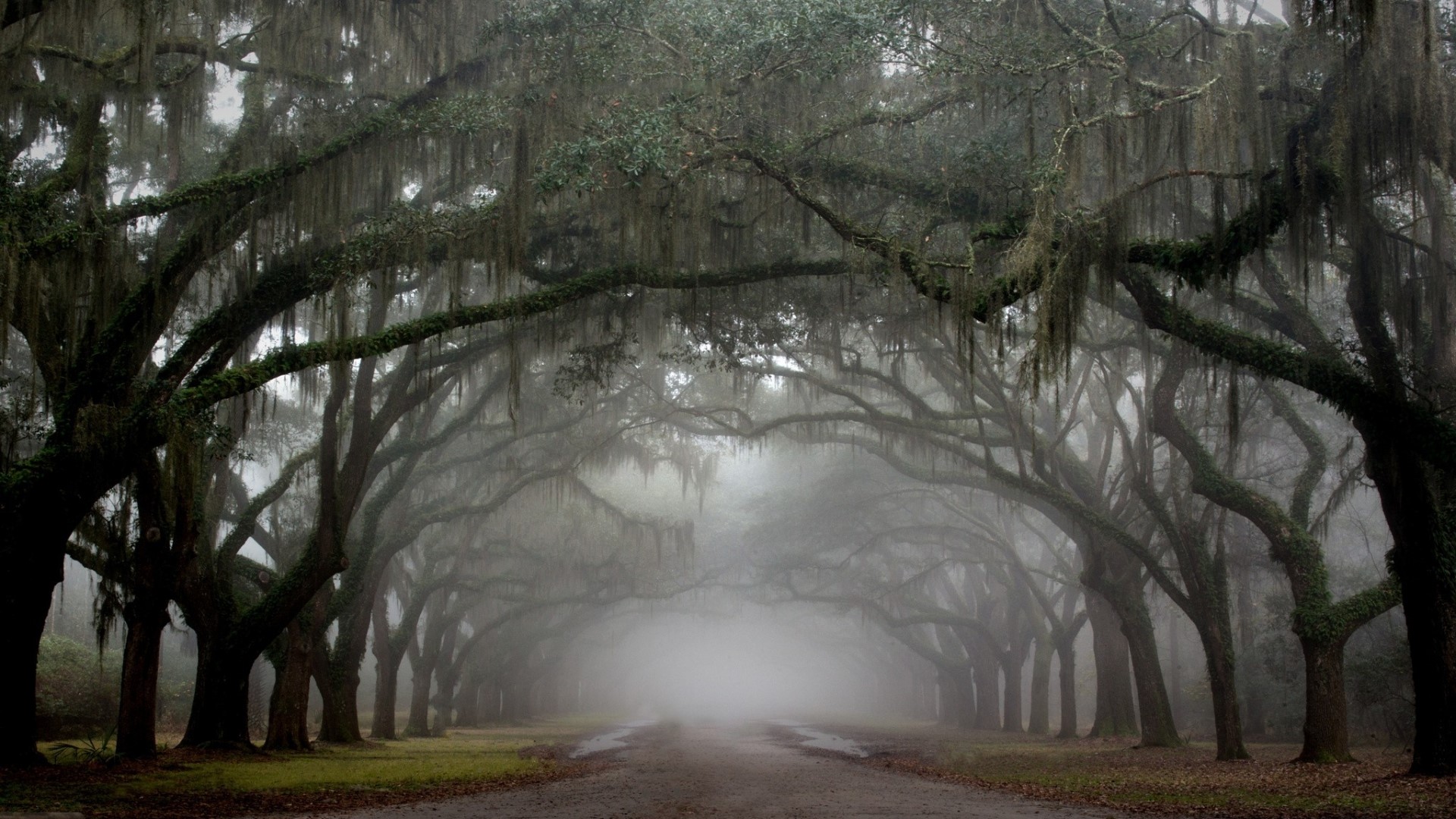 A foggy path lined with ancient oak trees draped in Spanish moss HD Wallpaper