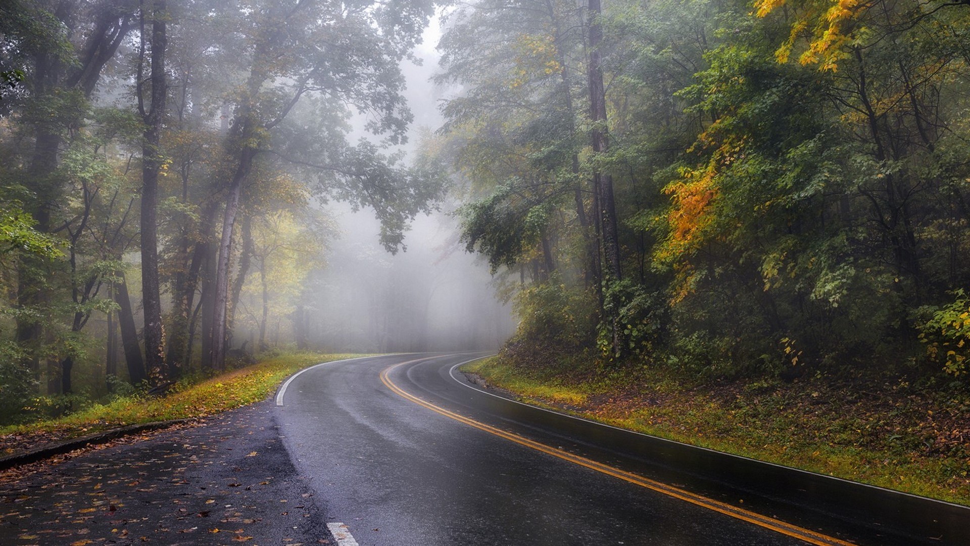 Winding road through a foggy forest in autumn HD Wallpaper