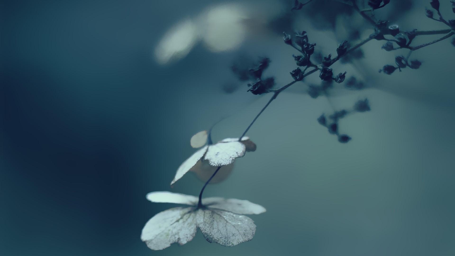 Dried flowers on a branch HD Wallpaper