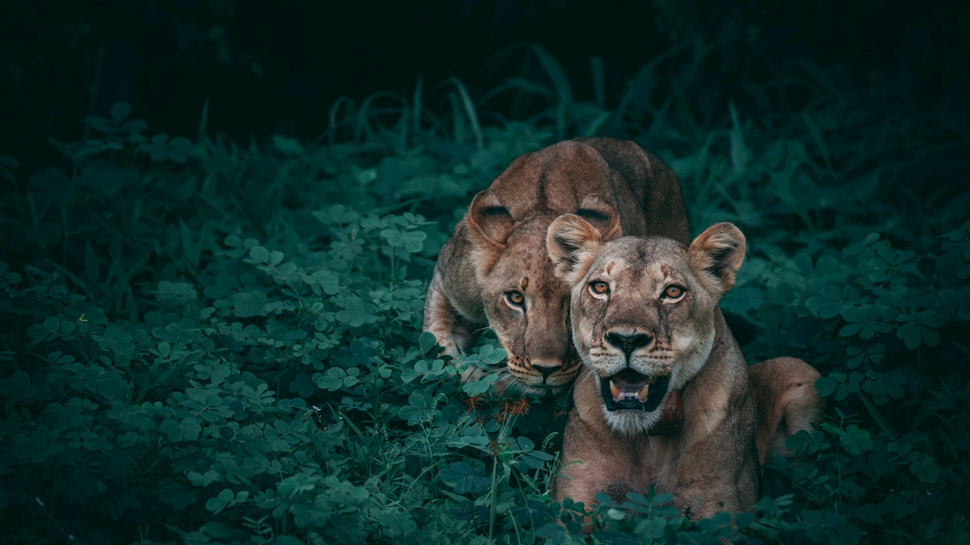 Two lions in dark green foliage HD Wallpaper