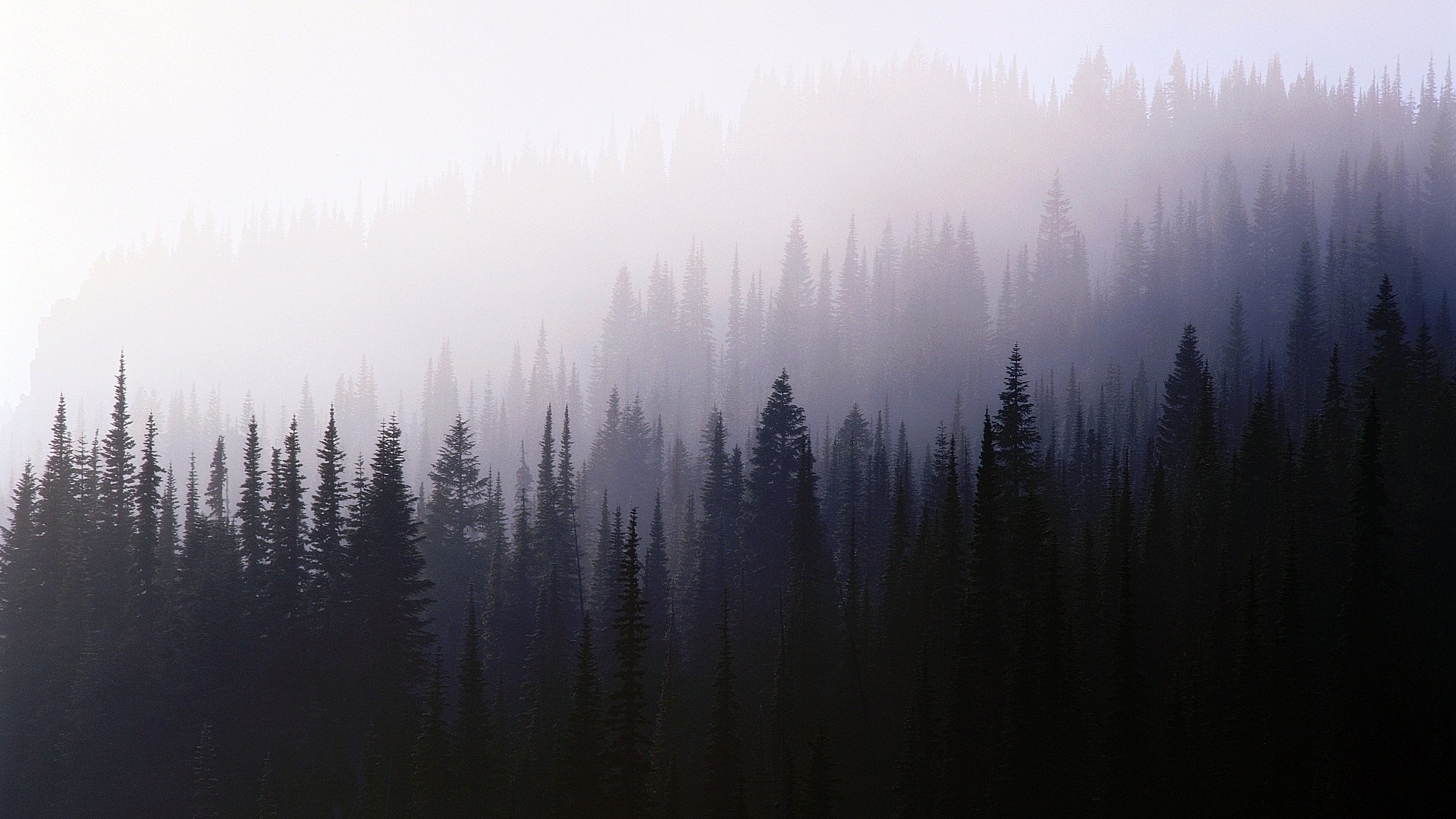 Misty Forest Landscape HD Wallpaper