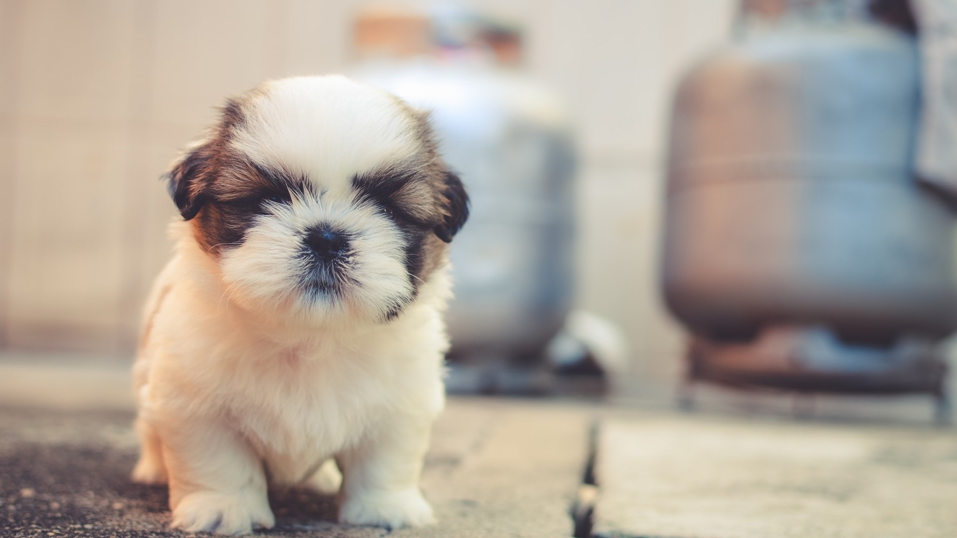White and brown Shih Tzu puppy HD Wallpaper