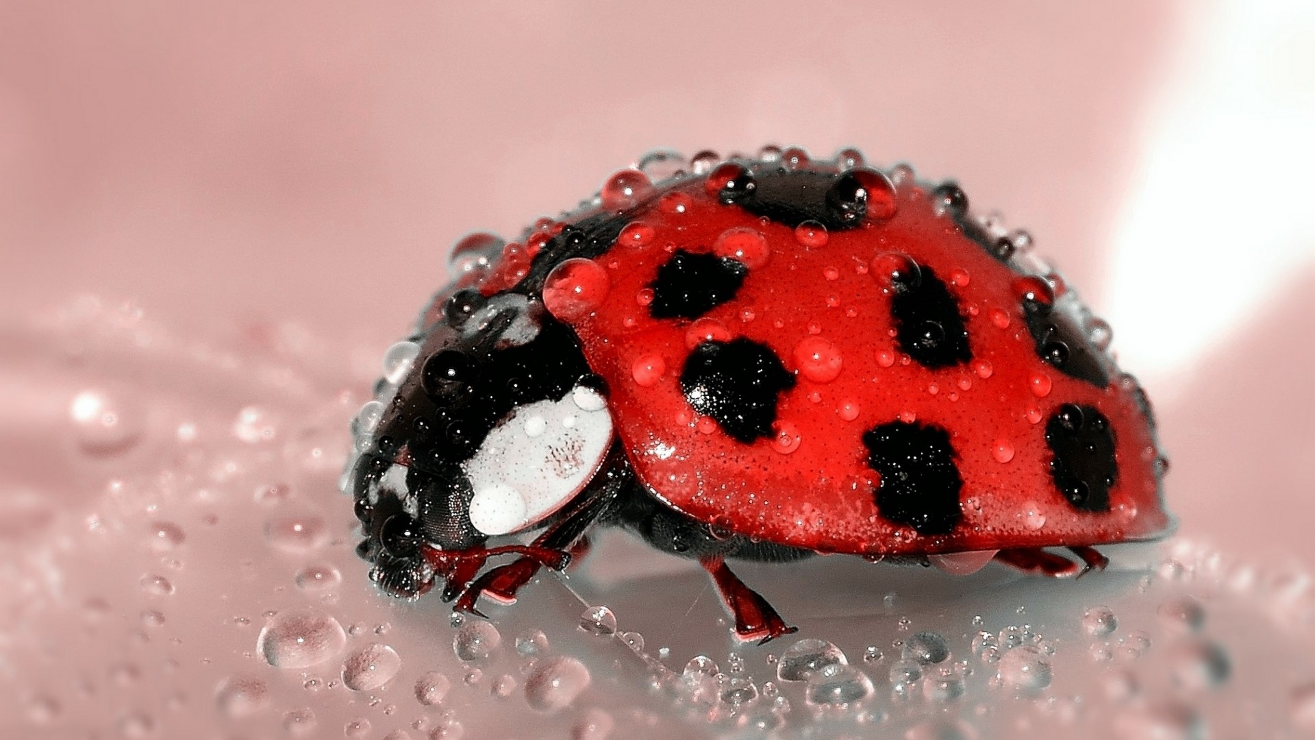 Ladybug with water droplets HD Wallpaper