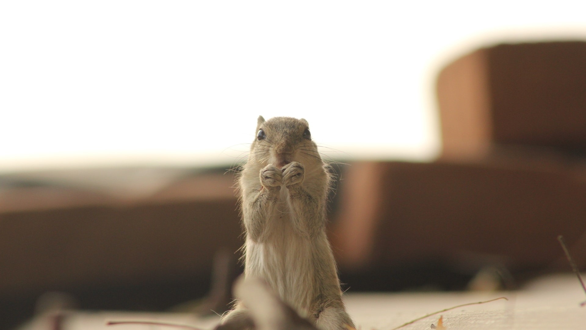 Squirrel holding food in its paws HD Wallpaper