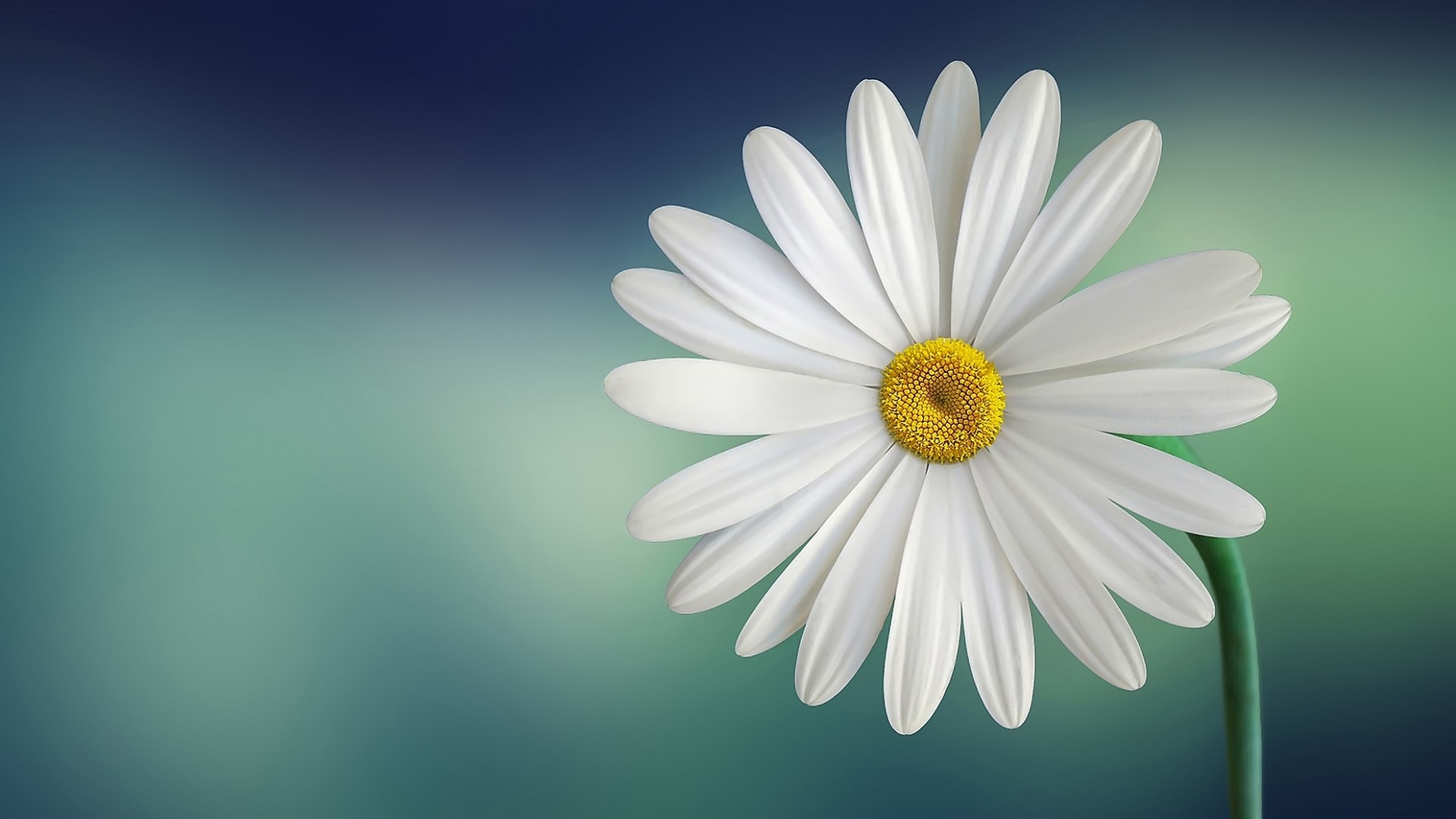 White Daisy Flower with Yellow Center HD Wallpaper
