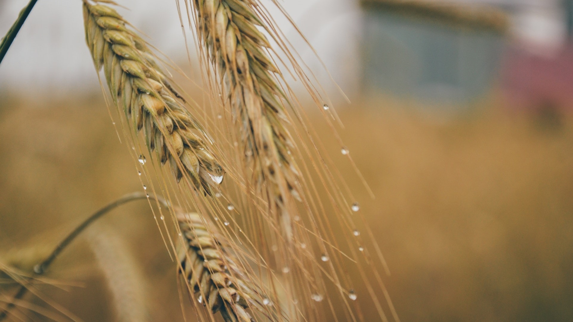 Wheat ears with raindrops HD Wallpaper