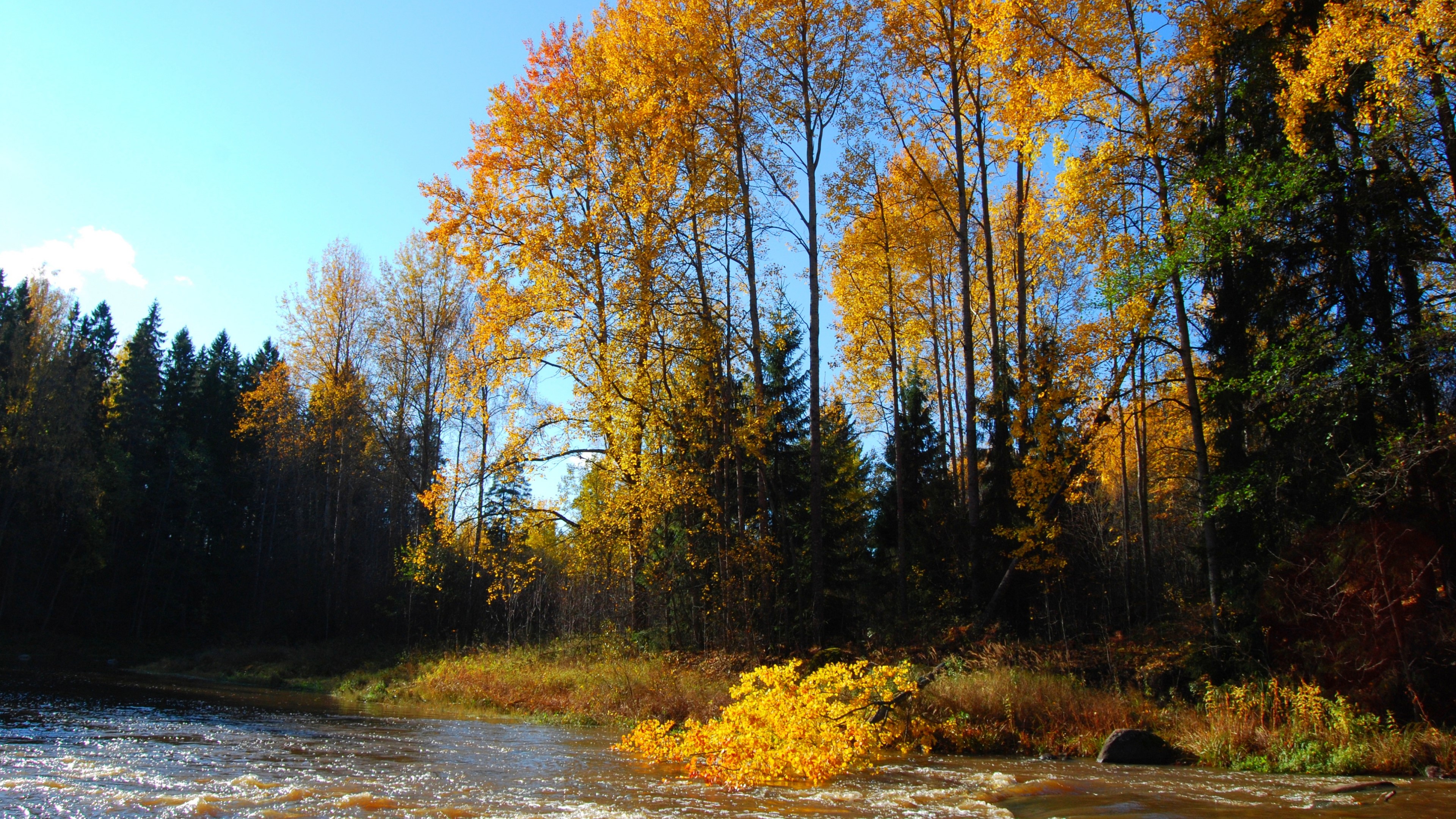 4K River in Autumn Forest HD Wallpaper
