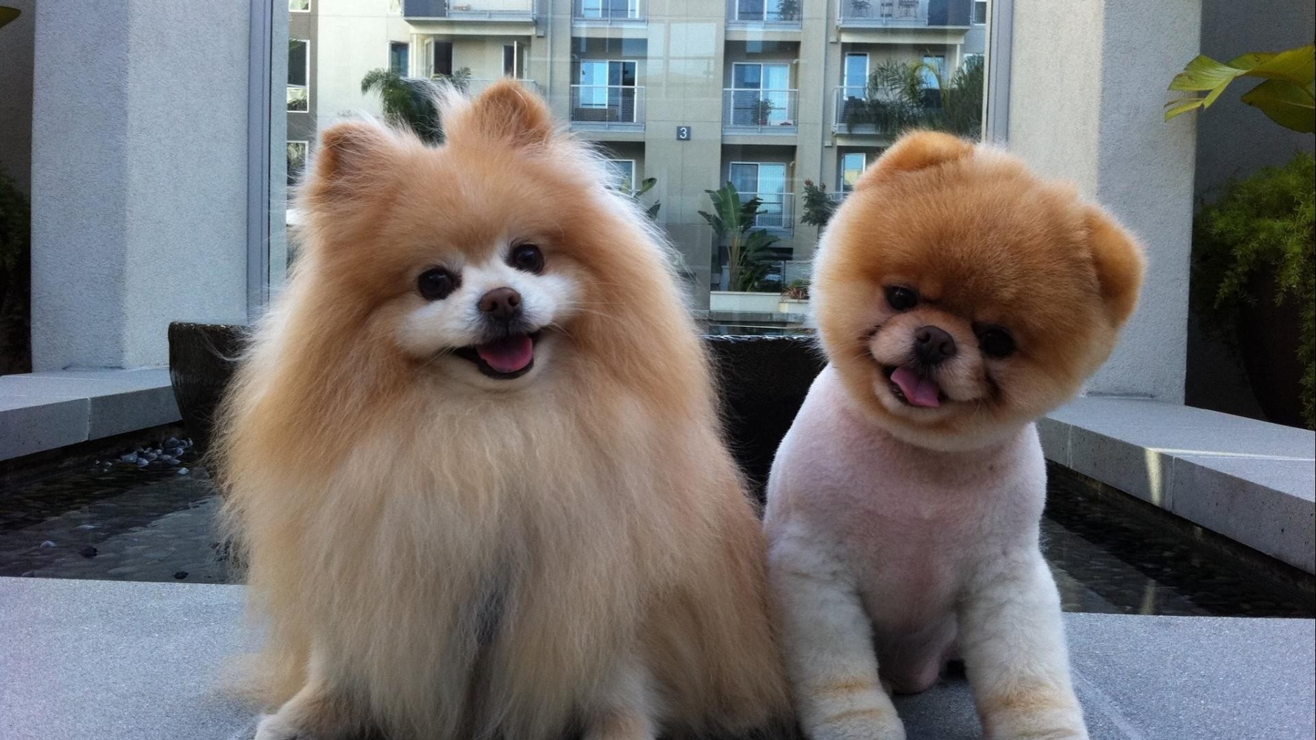 Two Pomeranian dogs sitting outdoors HD Wallpaper