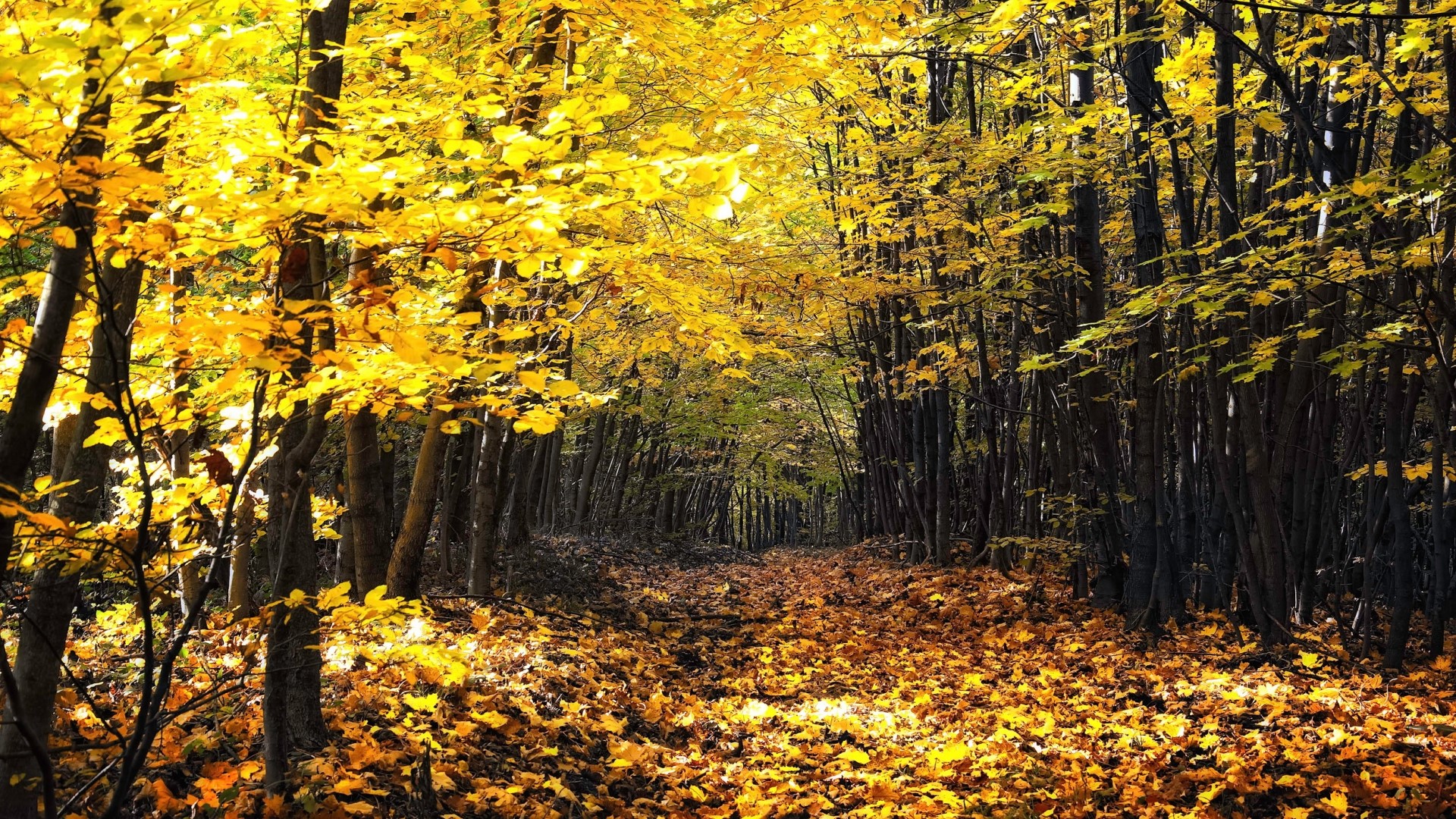 Autumn forest path with fallen leaves HD Wallpaper