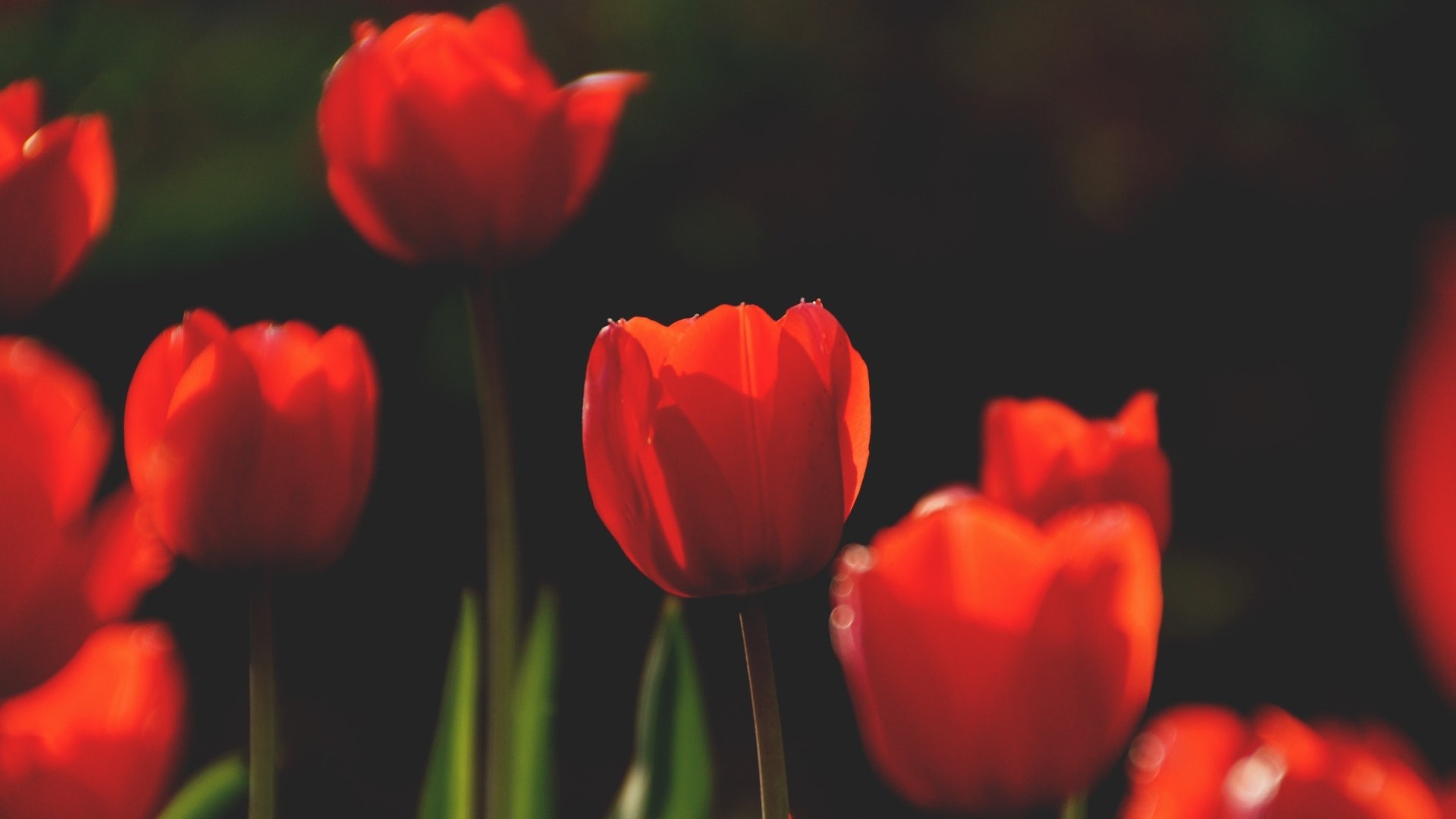 Red Tulips in Sunlight HD Wallpaper