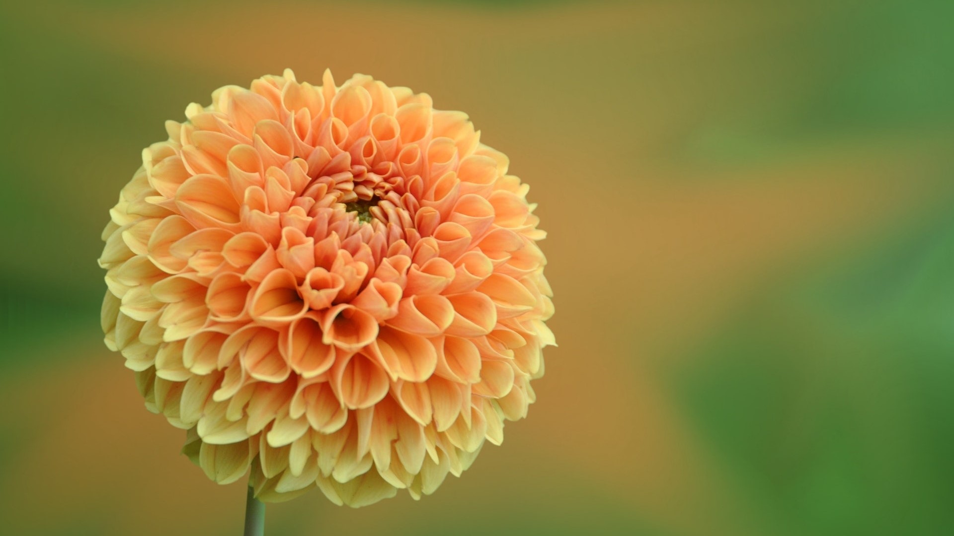 Orange Dahlia Flower HD Wallpaper