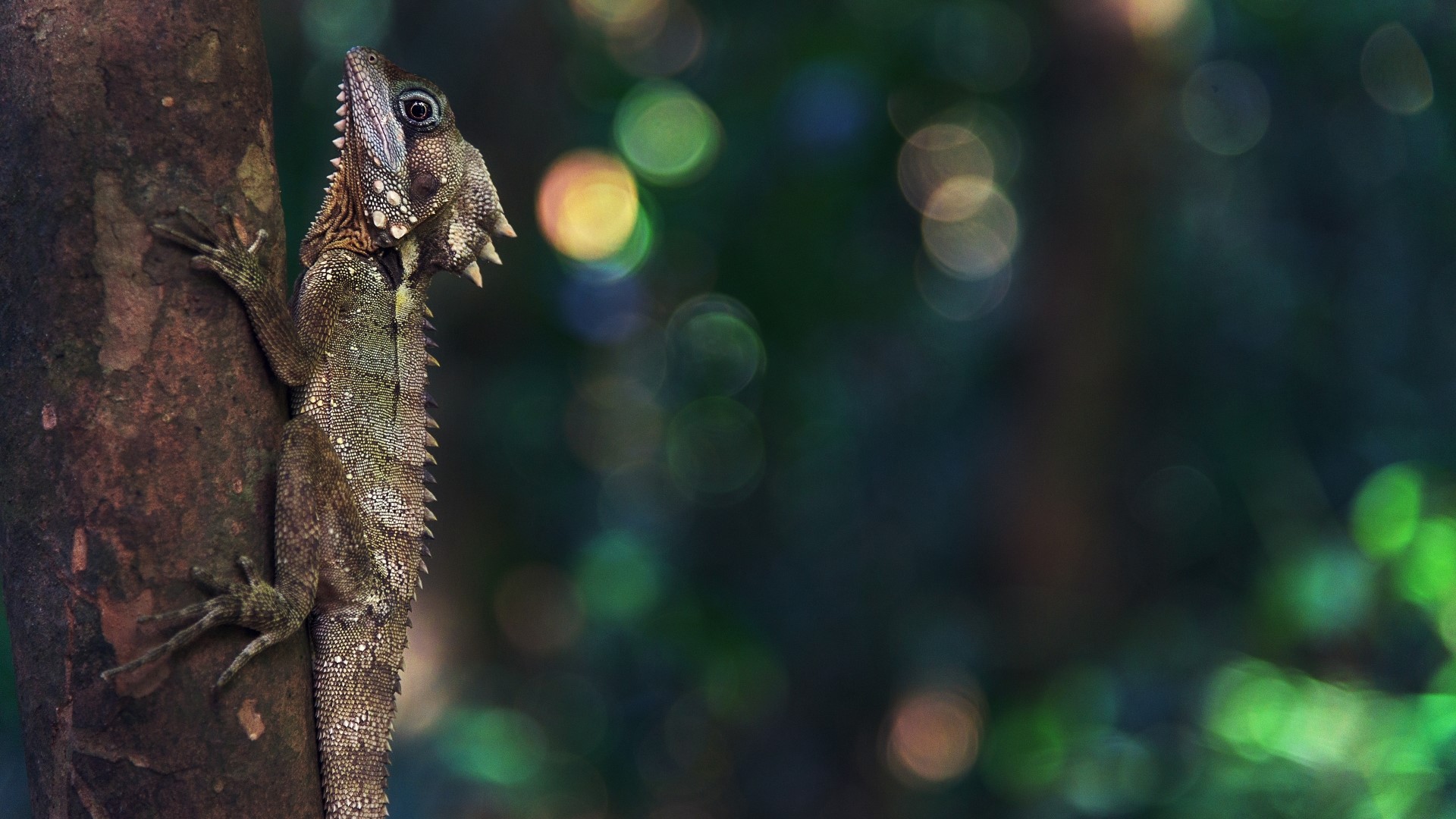 Forest Dragon on a Tree Trunk HD Wallpaper