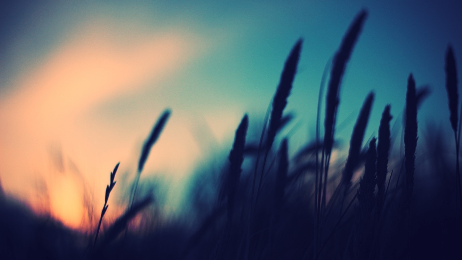 Blurred plants against a sunset sky HD Wallpaper