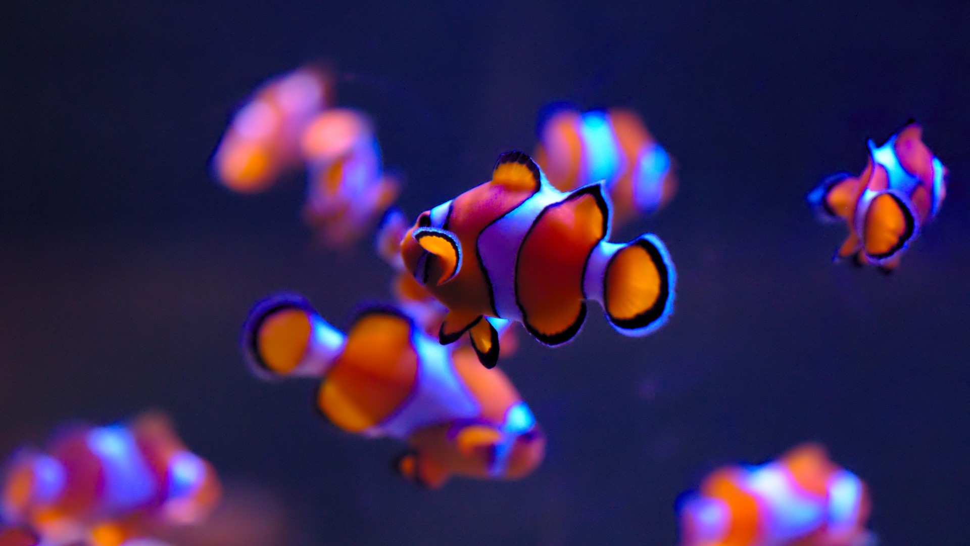 Clownfish swimming in blue water HD Wallpaper