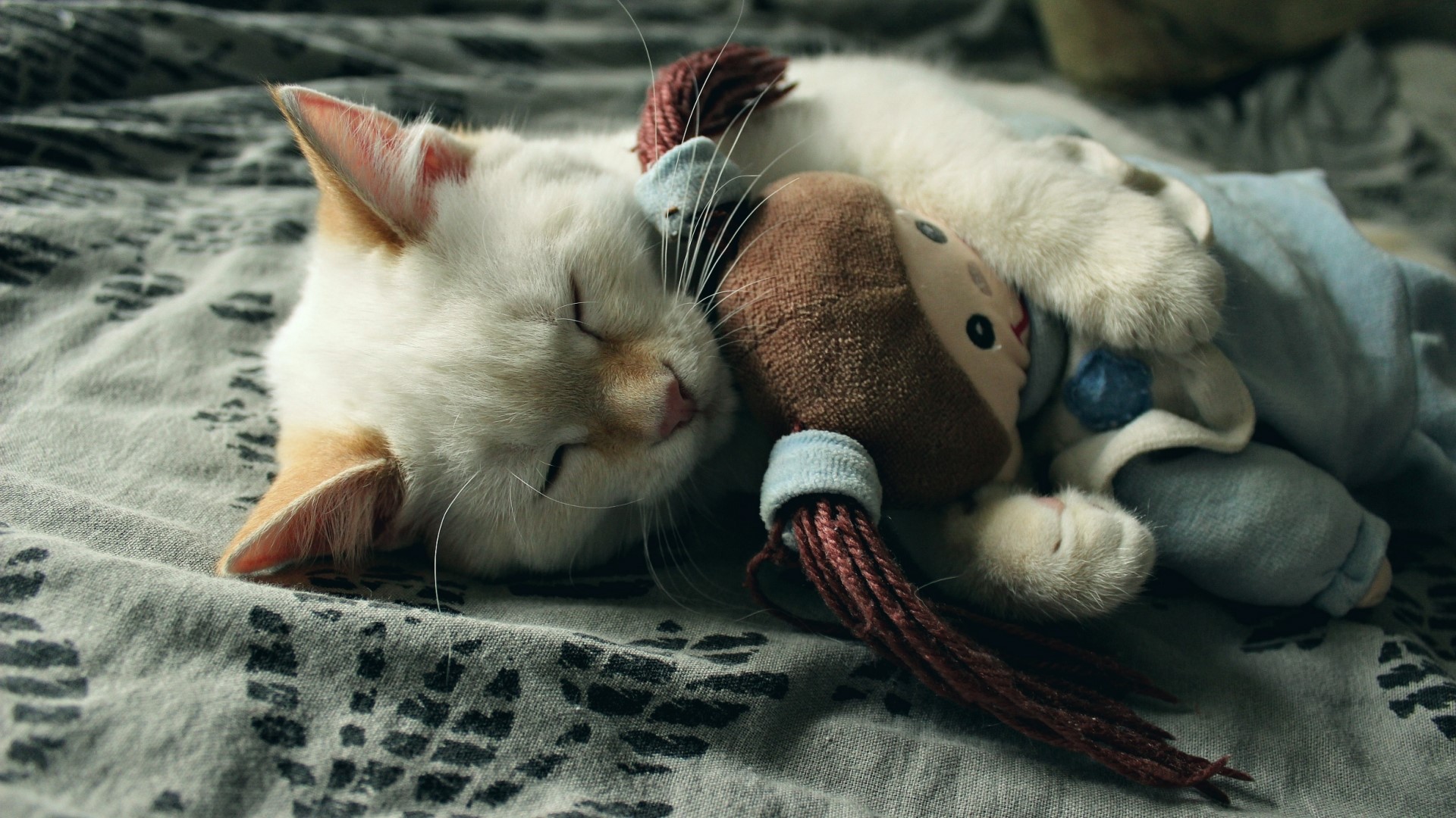 White cat sleeping with a toy HD Wallpaper