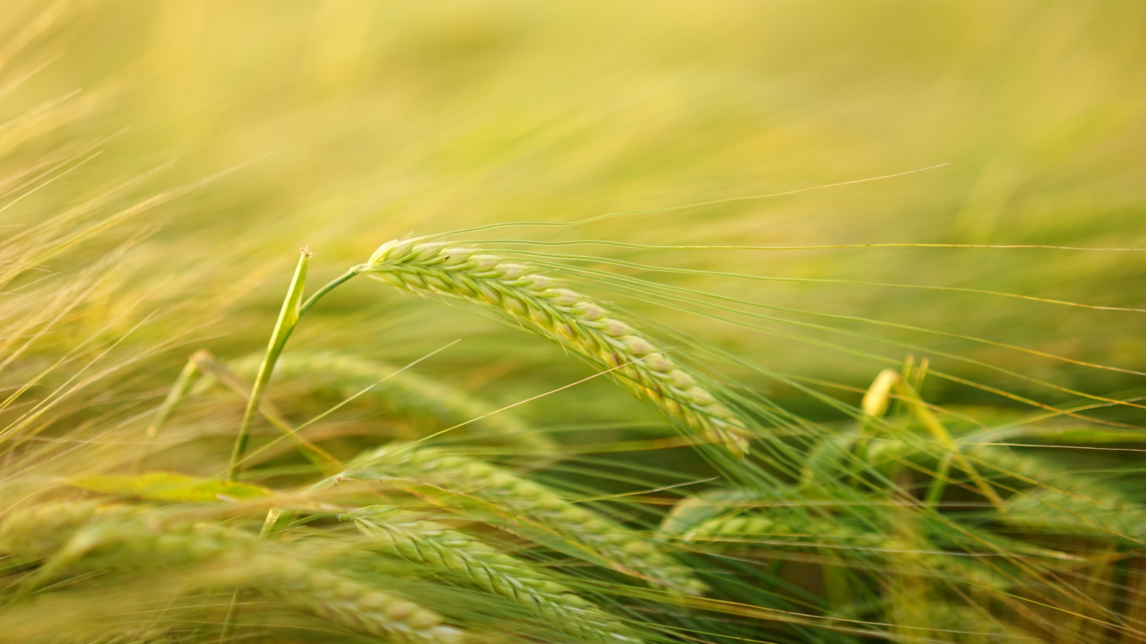 Spikelets of barley HD Wallpaper