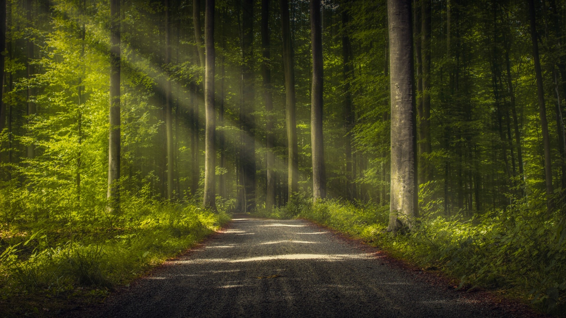 Sunbeams through a forest road HD Wallpaper