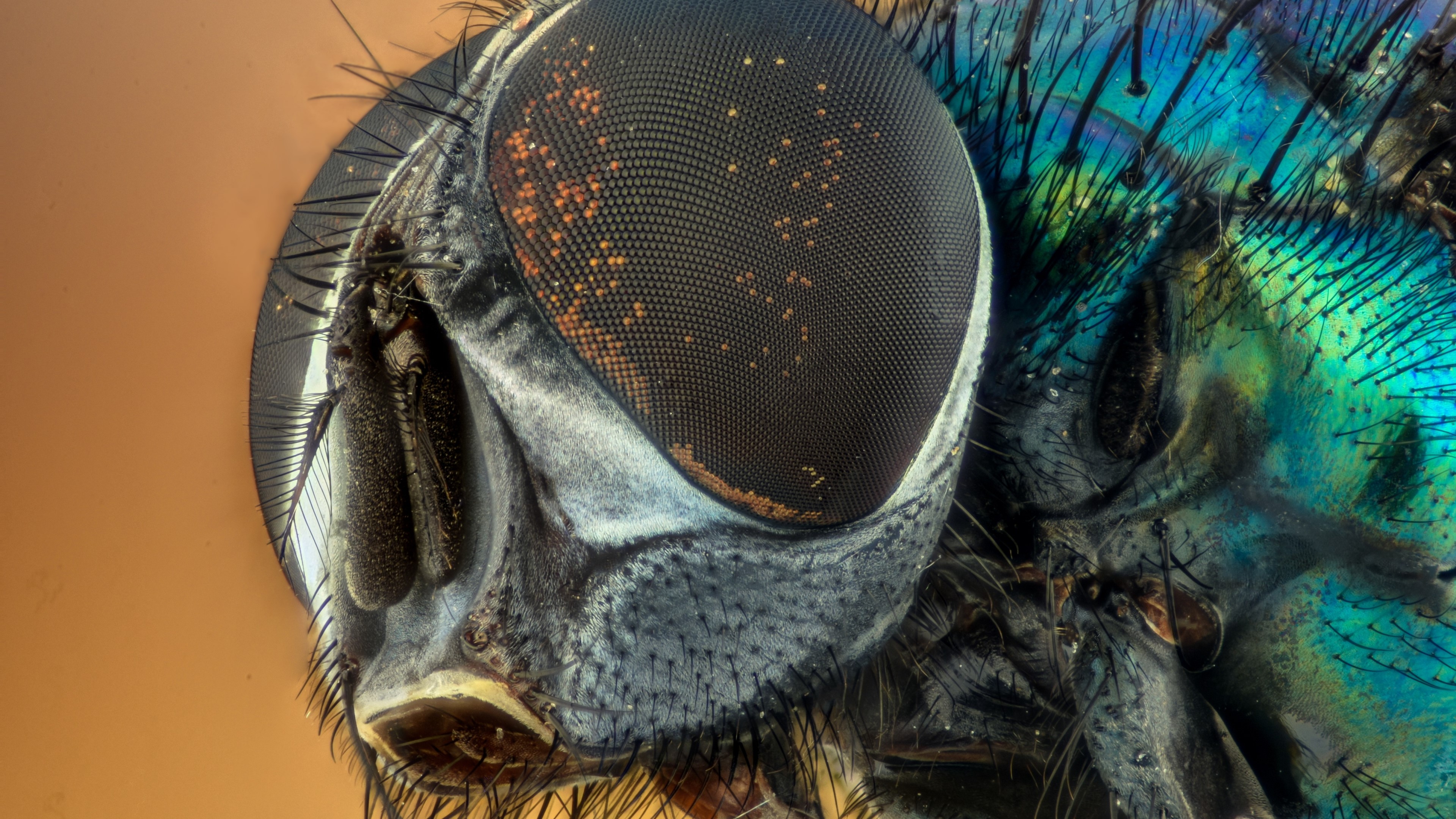 Extreme Close-up of a Fly's Head HD Wallpaper
