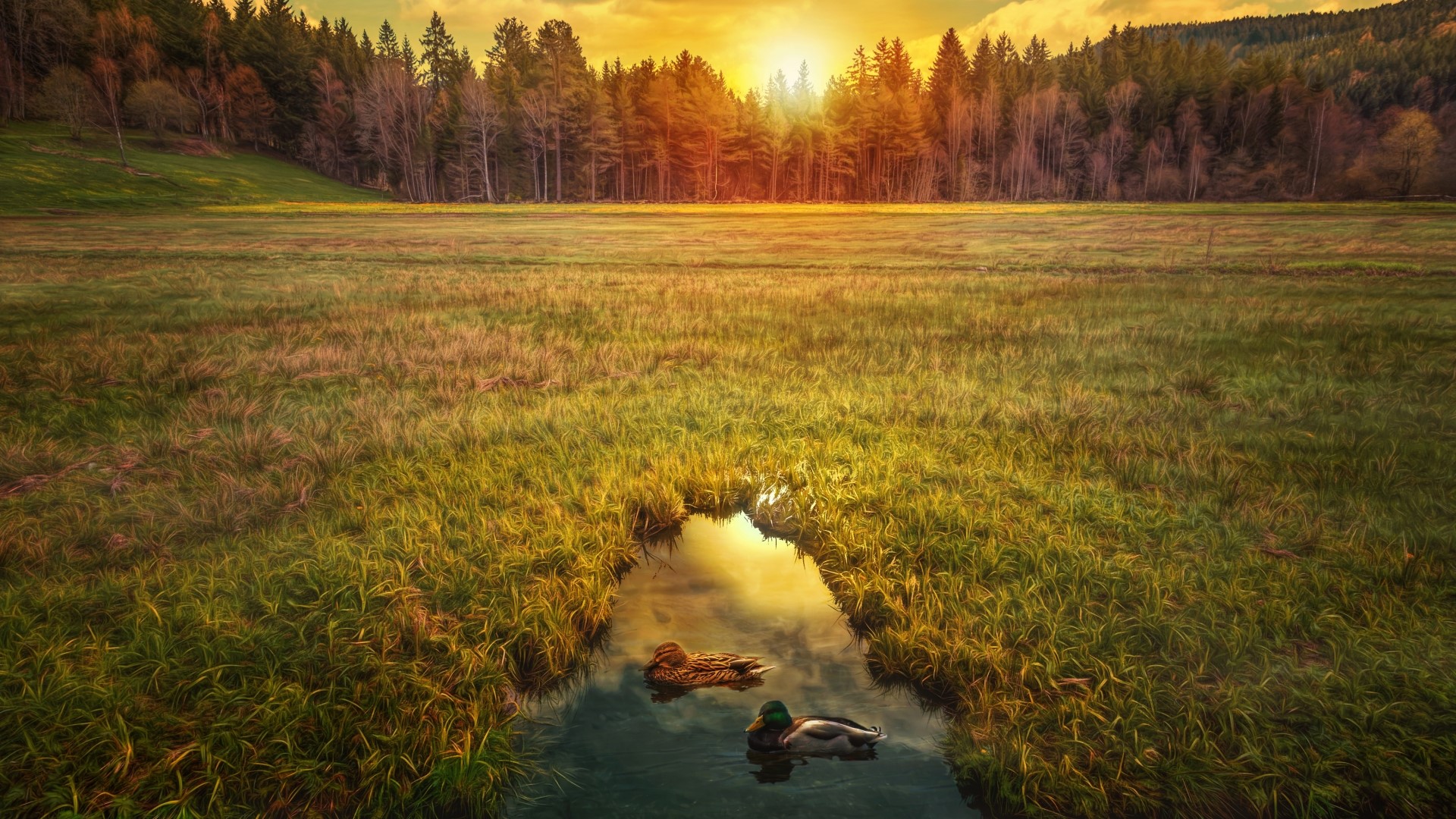 Ducks in a stream at sunrise HD Wallpaper