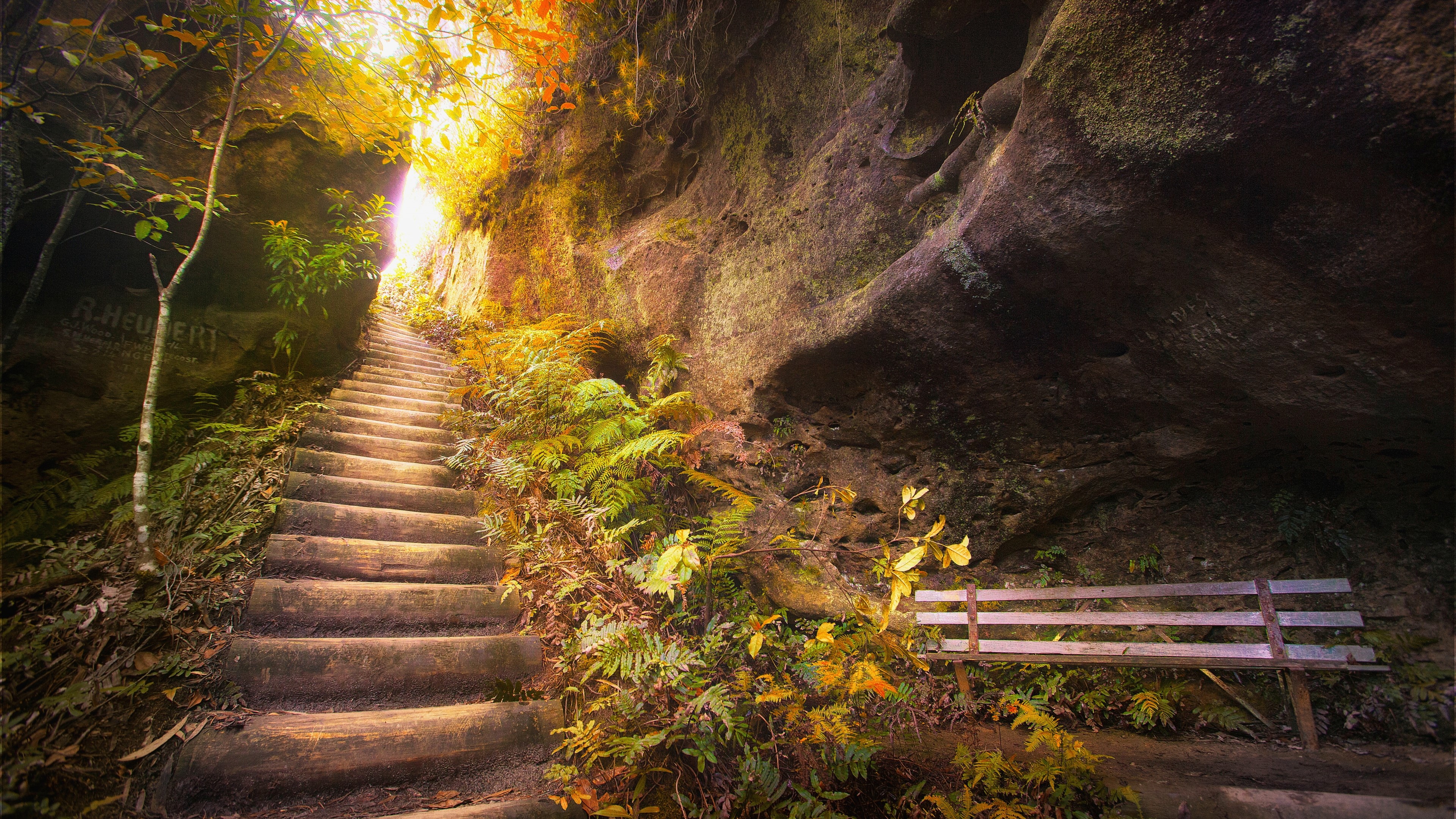 Wooden staircase in a forest cave HD Wallpaper