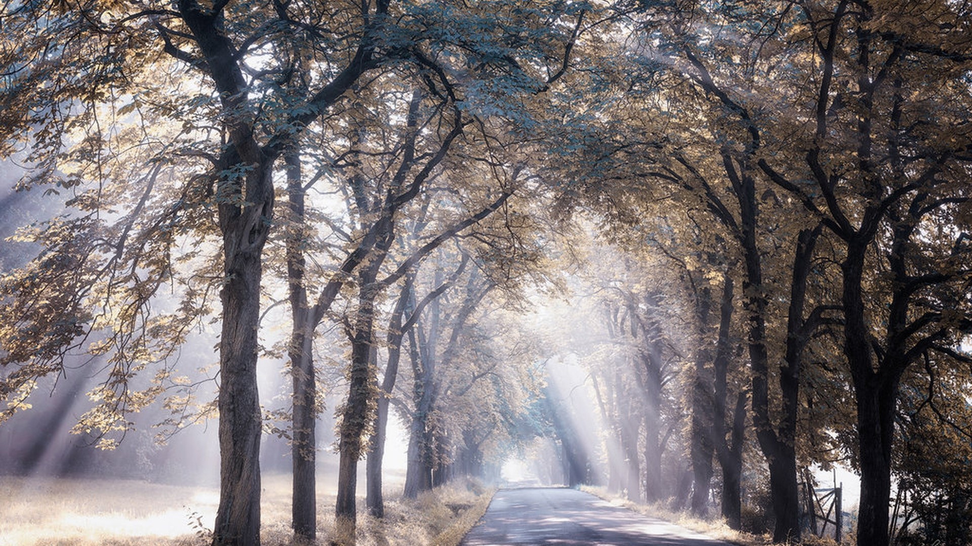 Sunlight filtering through trees onto a road HD Wallpaper