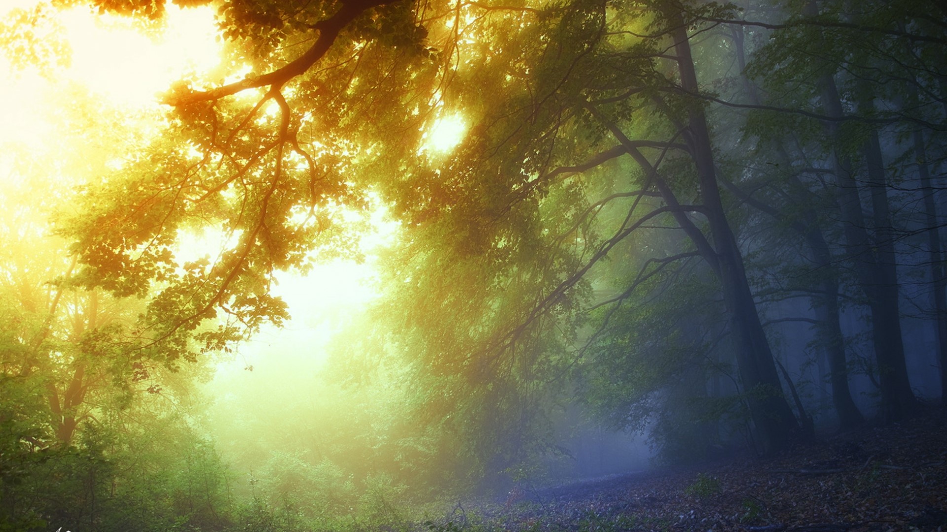 Sunlight filtering through a foggy forest HD Wallpaper