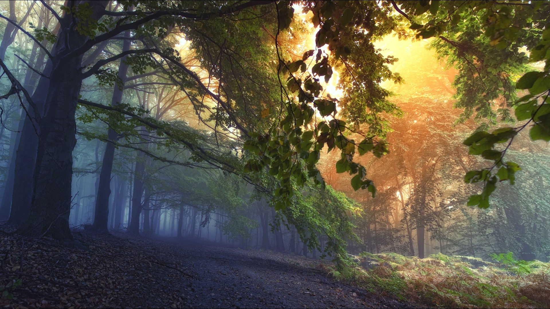 Misty forest path with sunlight filtering through trees HD Wallpaper