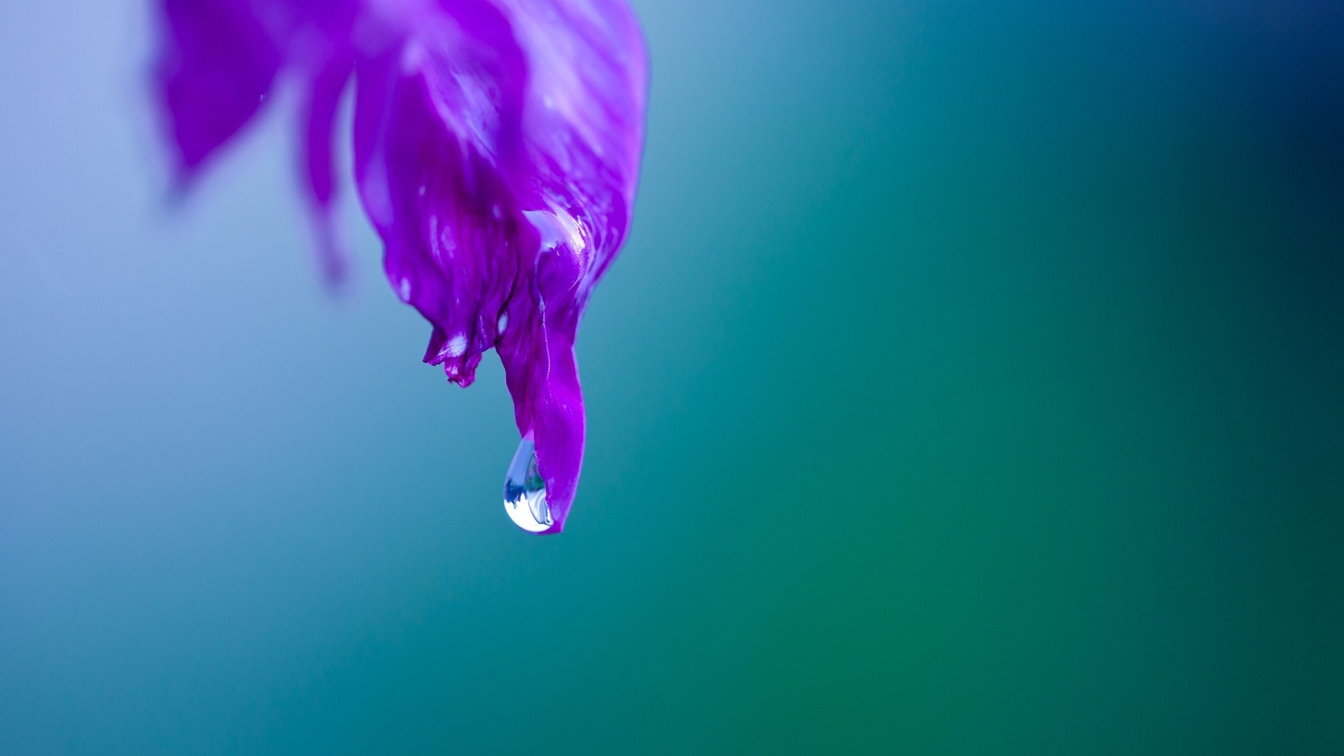 Purple flower petal with water drop HD Wallpaper