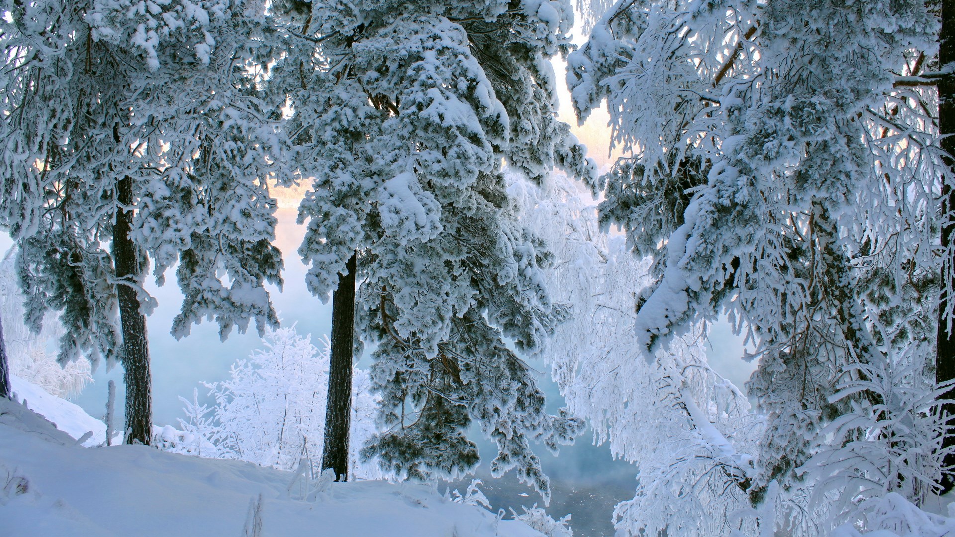 Snow-covered pine trees by a misty river HD Wallpaper