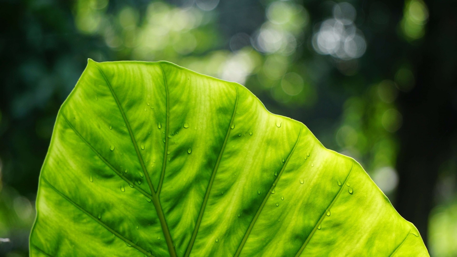 Close-up of a green leaf with water droplets HD Wallpaper