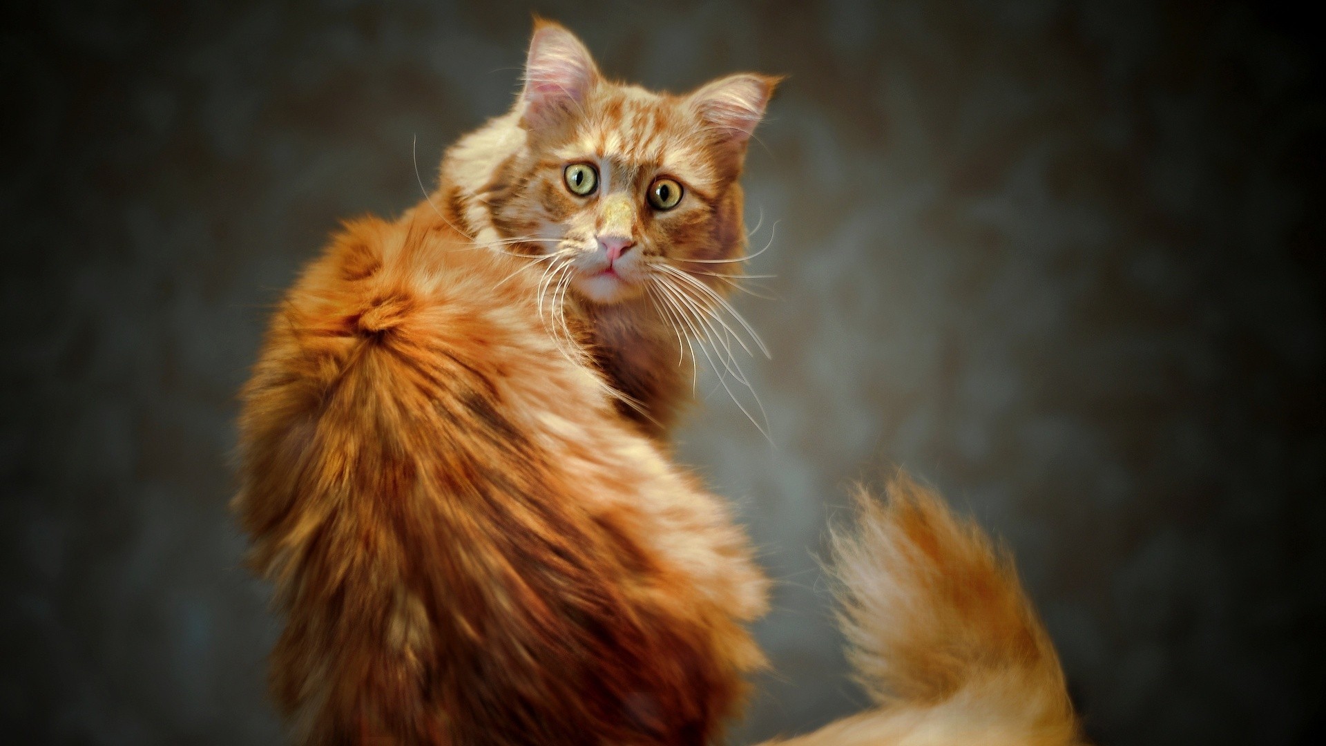 Orange Maine Coon Cat Looking Over Shoulder HD Wallpaper