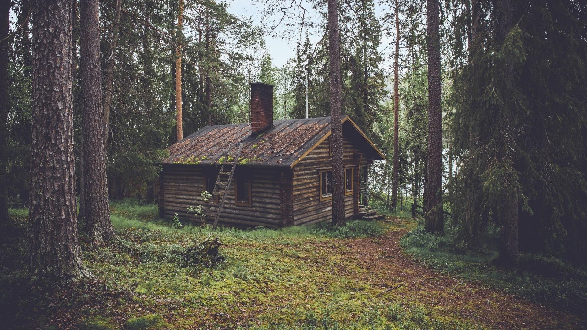 Log cabin in a dense forest HD Wallpaper