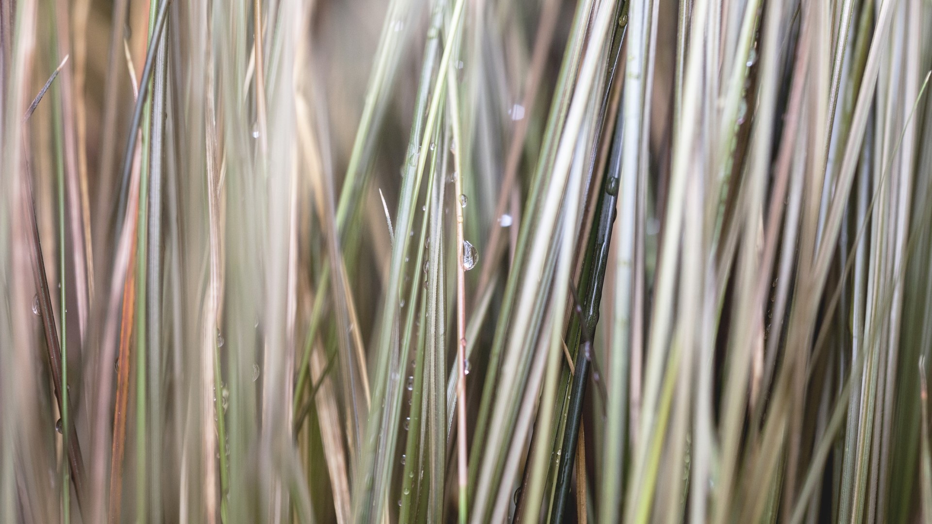 Close-up of grass with water drops HD Wallpaper