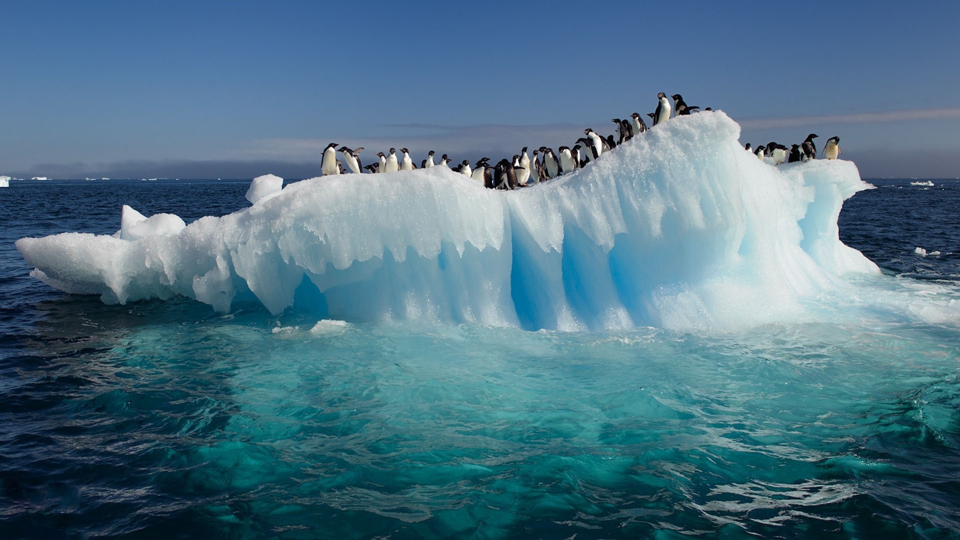 Penguins on an iceberg in the ocean HD Wallpaper