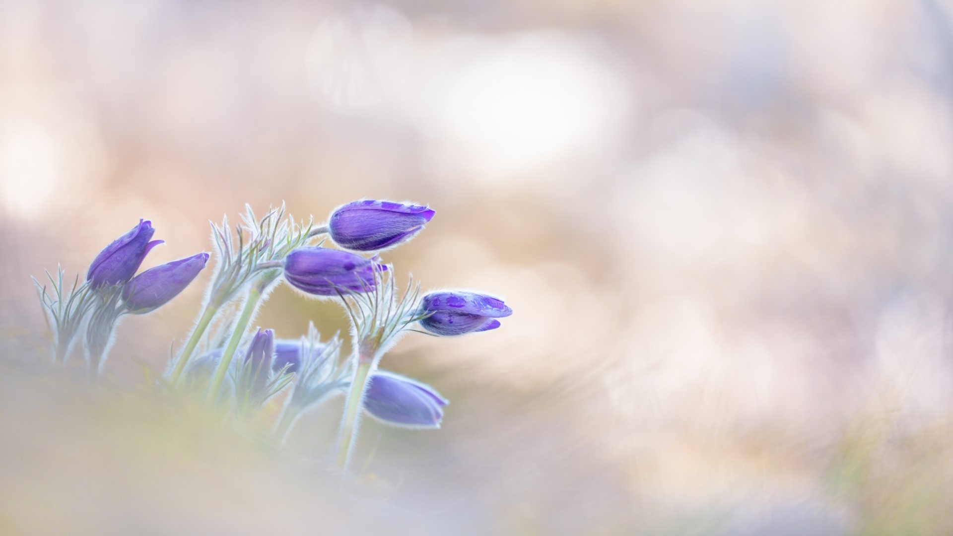 Purple Pasqueflower buds with soft bokeh background HD Wallpaper