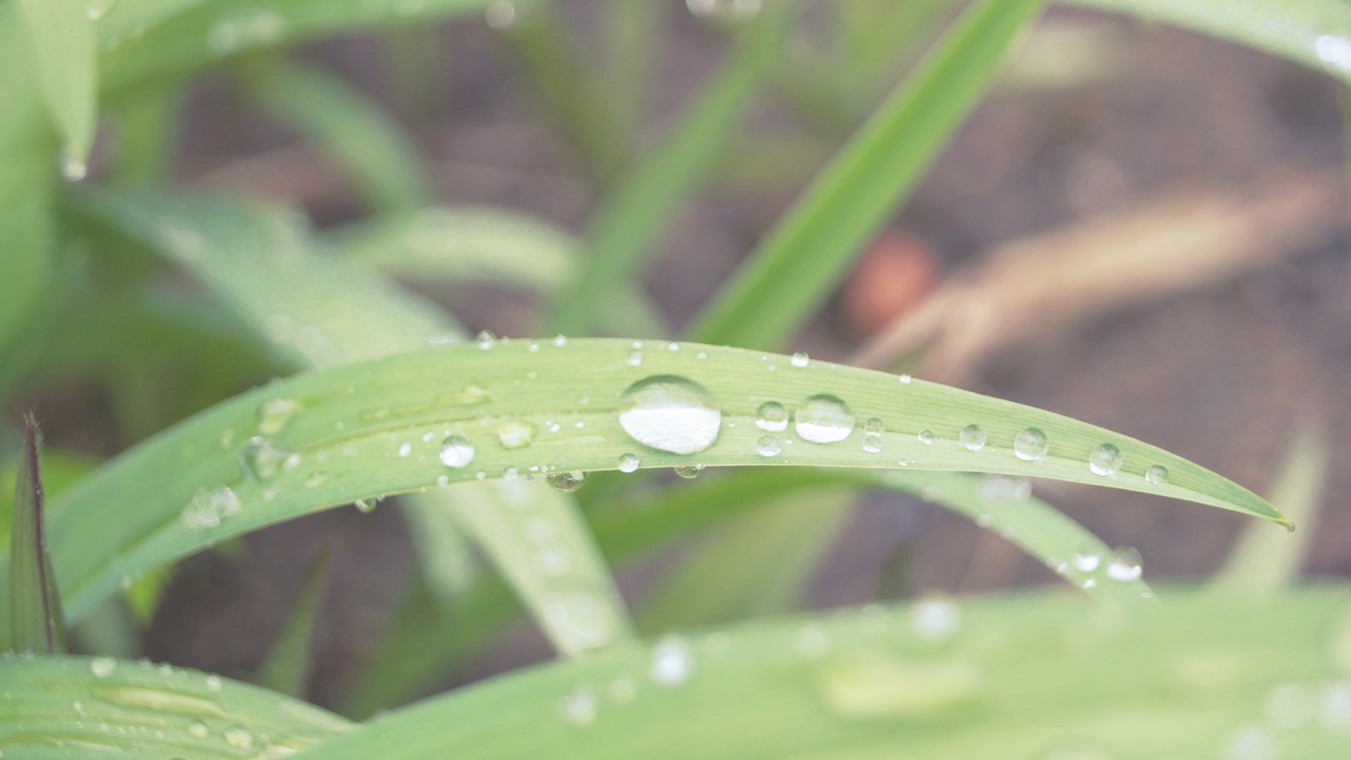 Water droplets on green grass blades HD Wallpaper