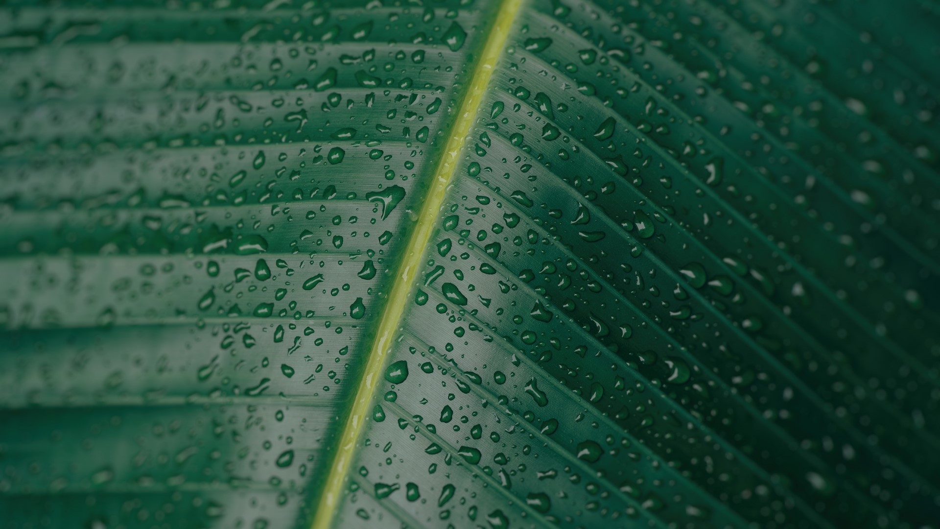 Close-up of a wet green leaf with prominent veins HD Wallpaper
