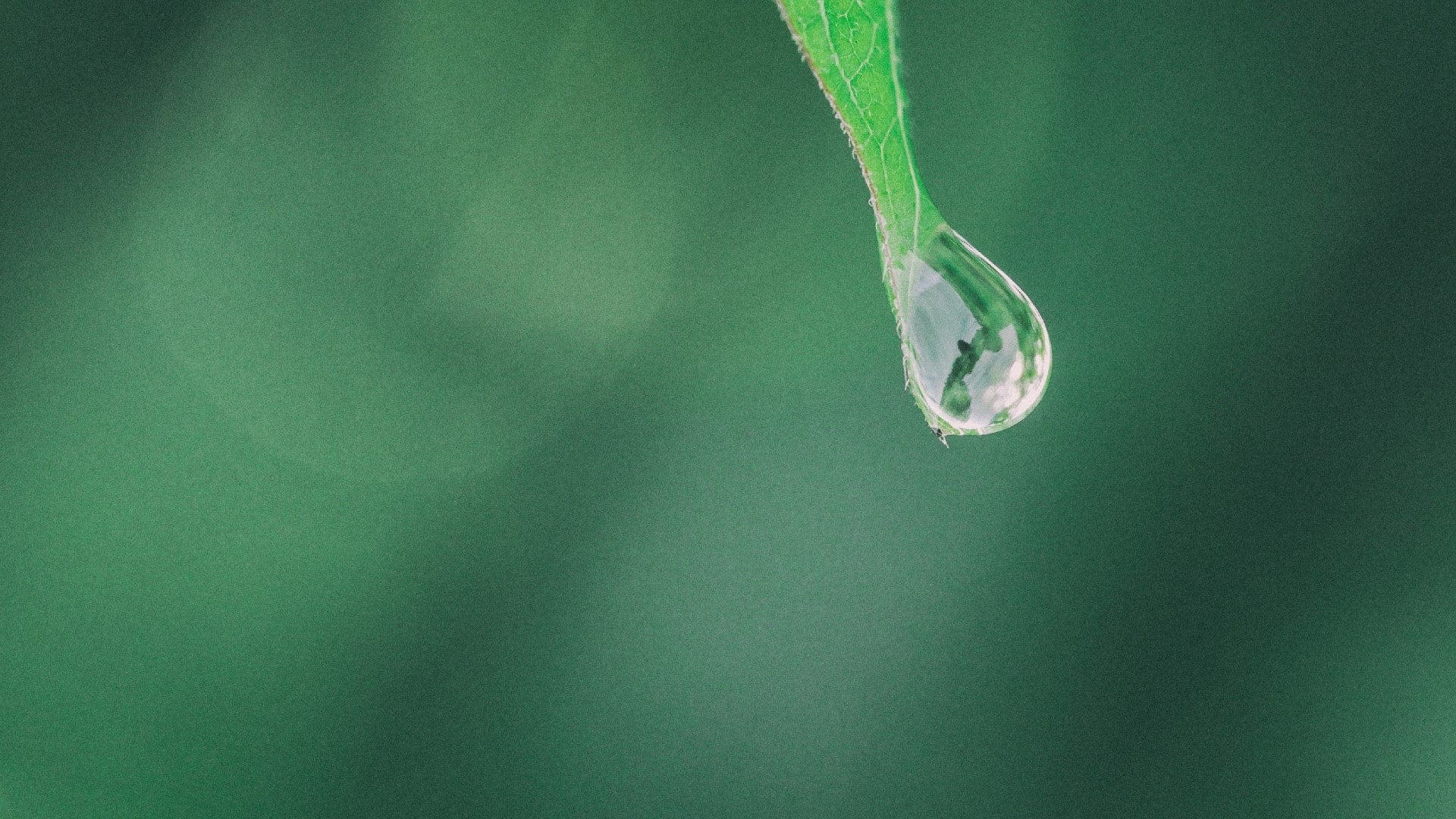 A water drop on a green leaf HD Wallpaper