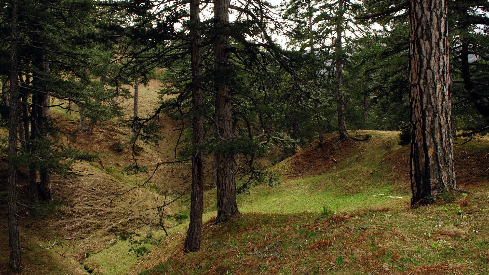 Pine forest on a grassy slope HD Wallpaper