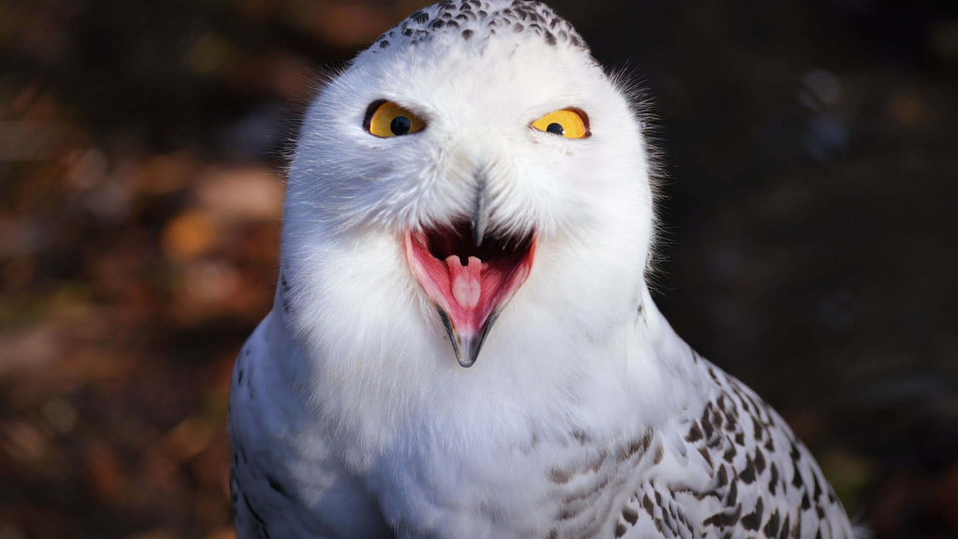 Snowy owl with mouth open HD Wallpaper