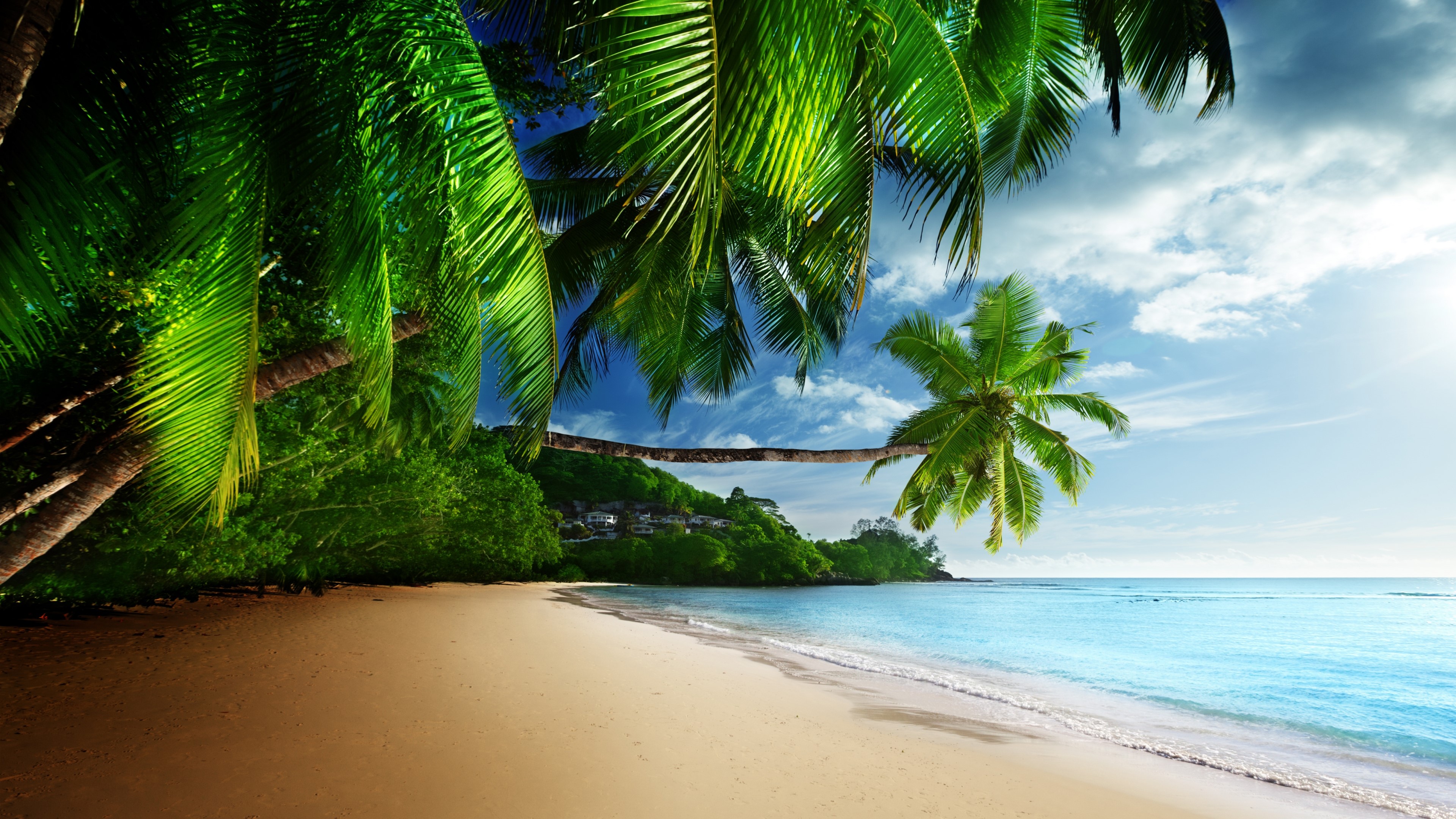 4K Tropics Beach with Palm Trees HD Wallpaper