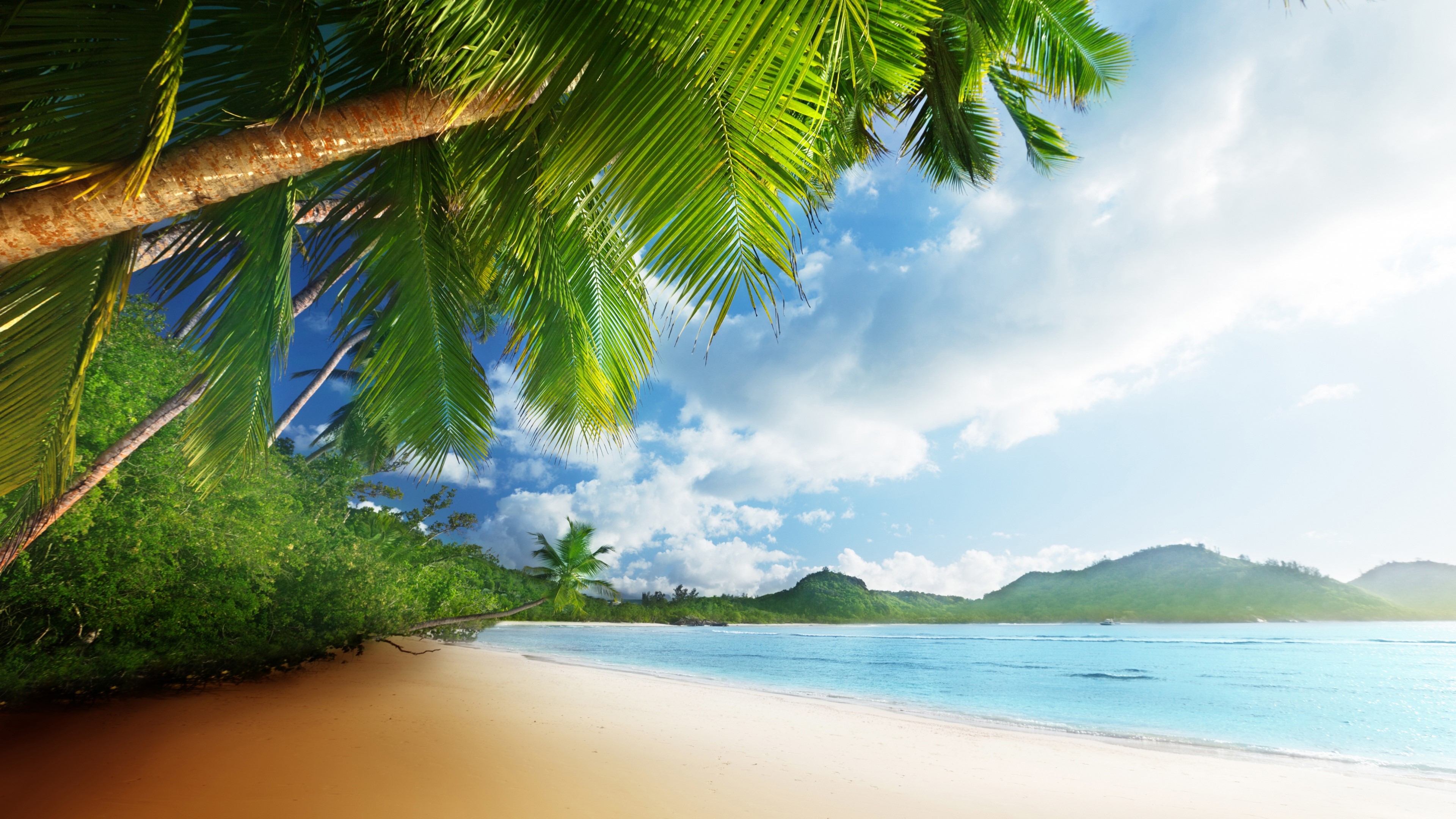 4K Beach with Palm Trees and Ocean HD Wallpaper