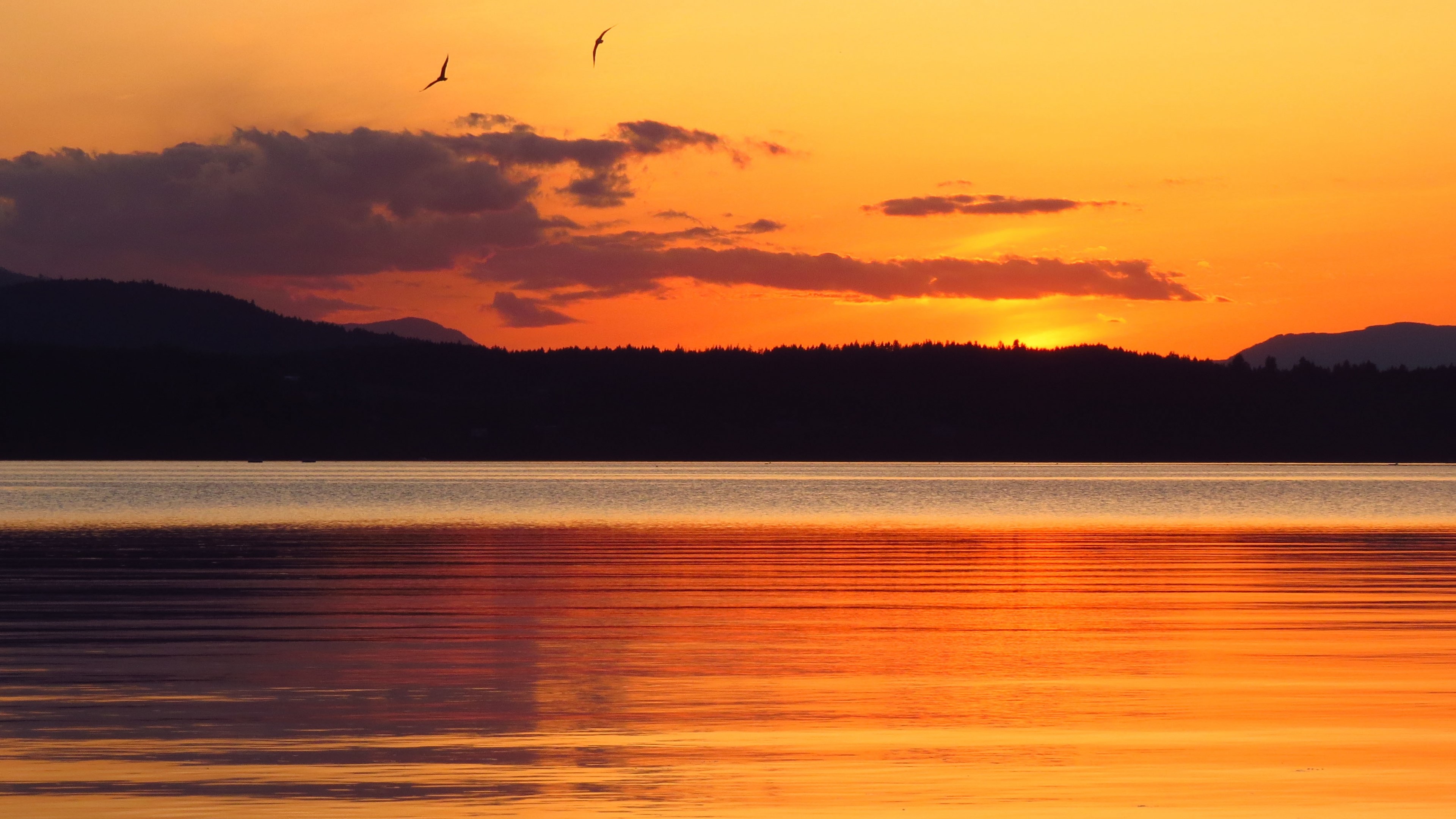 Sunset over a lake with birds flying HD Wallpaper