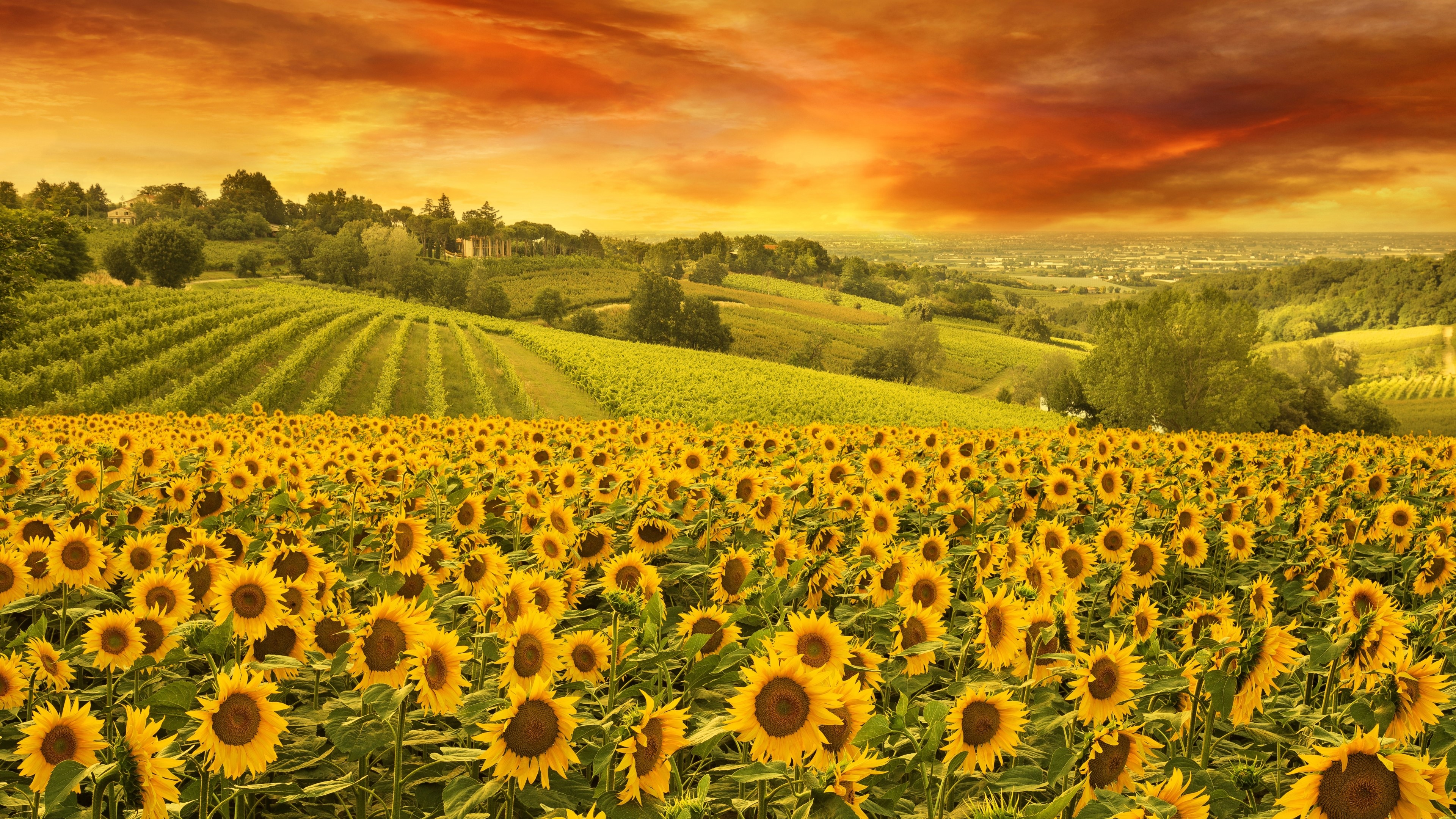 4K Sunflowers Field and Vineyard HD Wallpaper