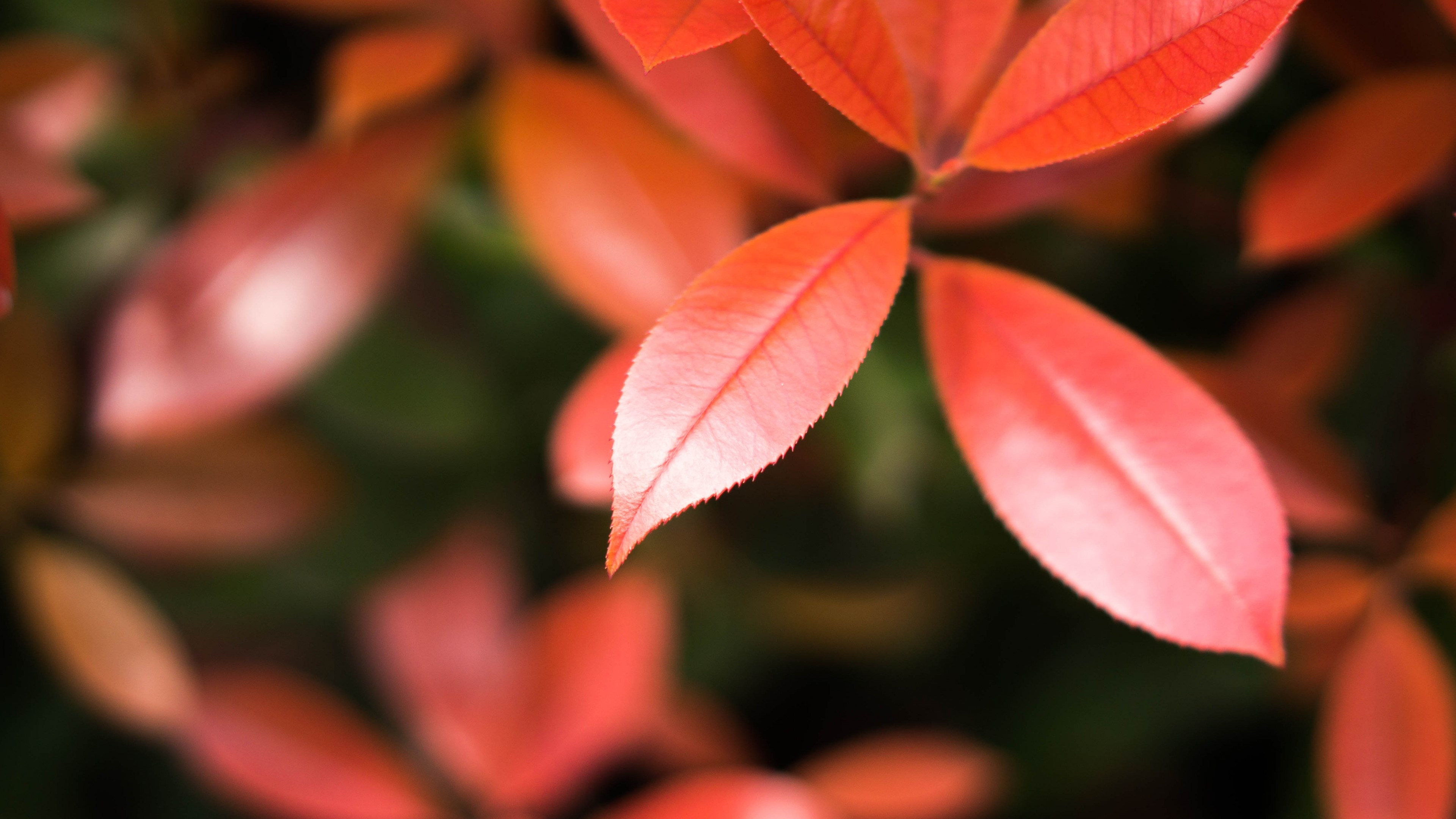 Red Leaves in Nature HD Wallpaper