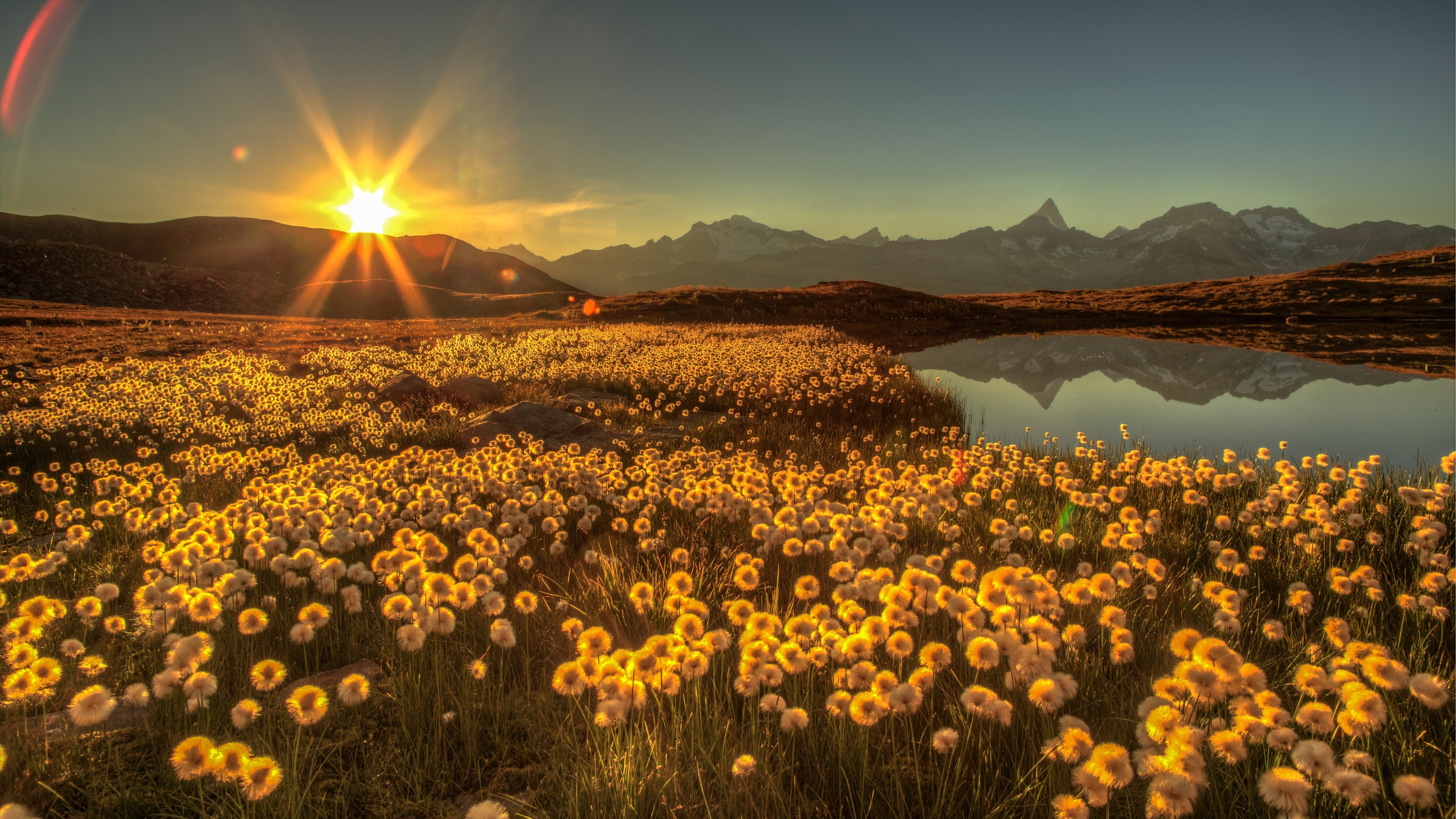 4K Wildflowers and Mountains at Sunset HD Wallpaper