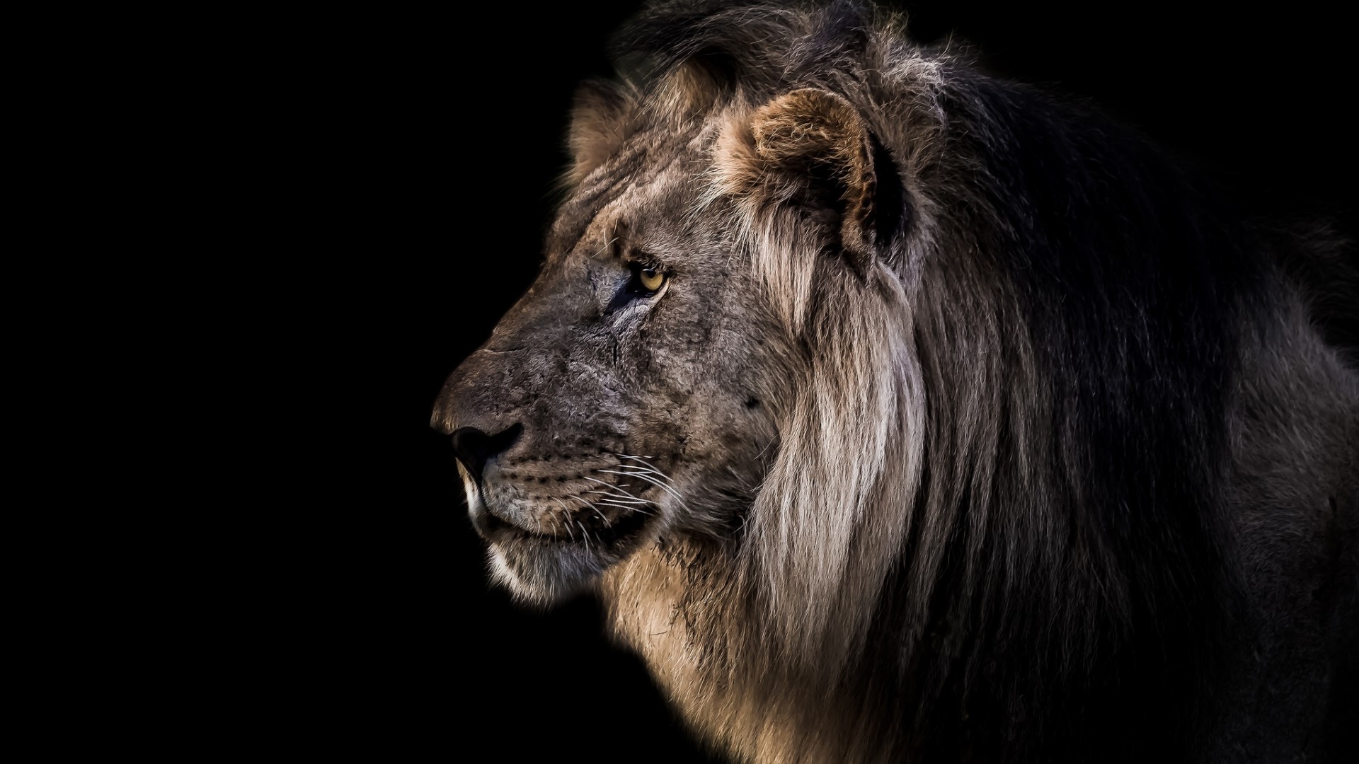Close-up profile of a male lion HD Wallpaper