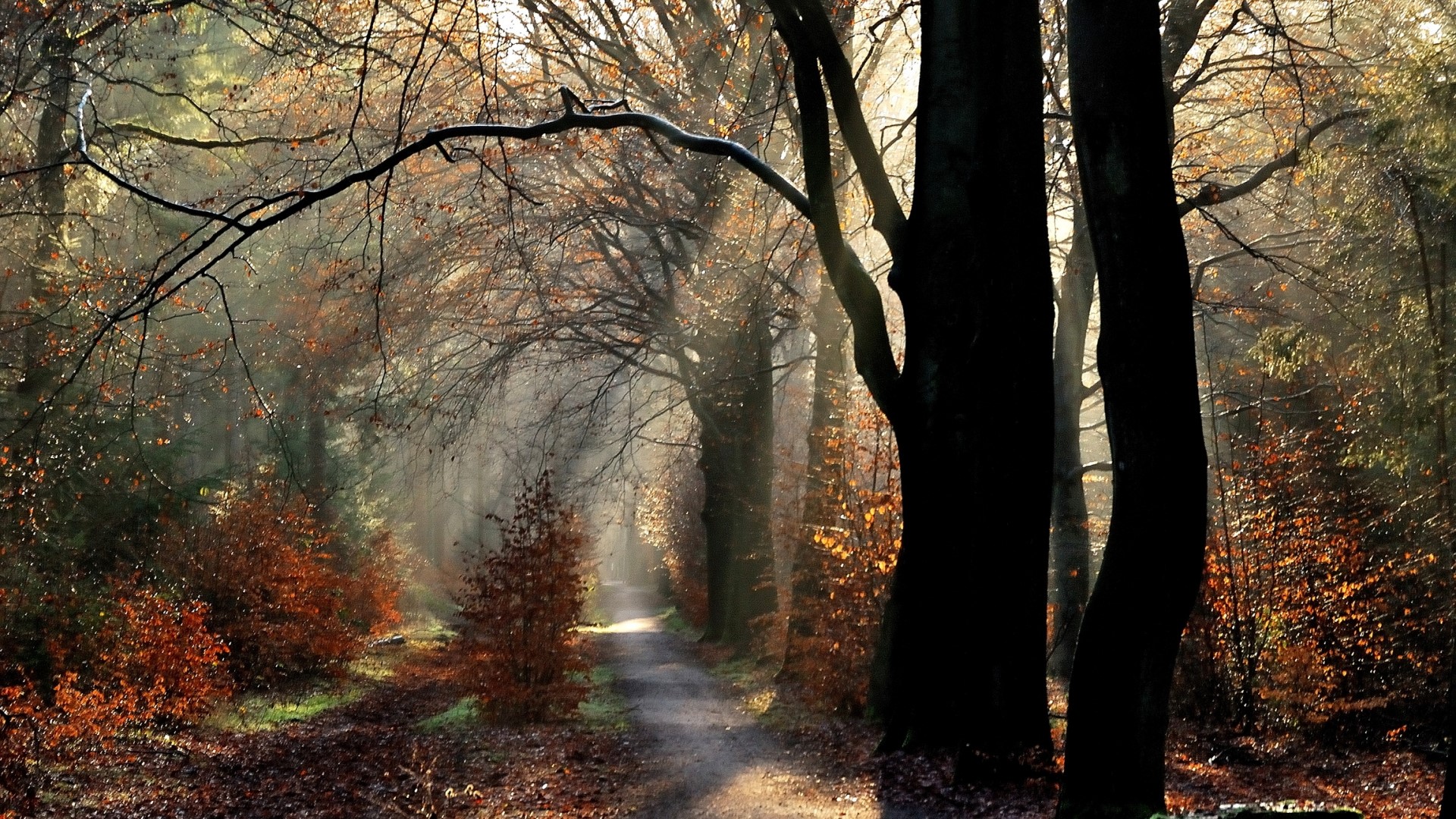 Sunlight filtering through trees on a forest path in autumn HD Wallpaper