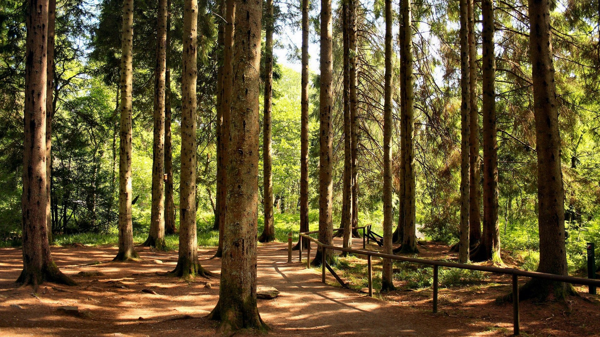 A sunlit path through a dense pine forest with a wooden railing. HD Wallpaper